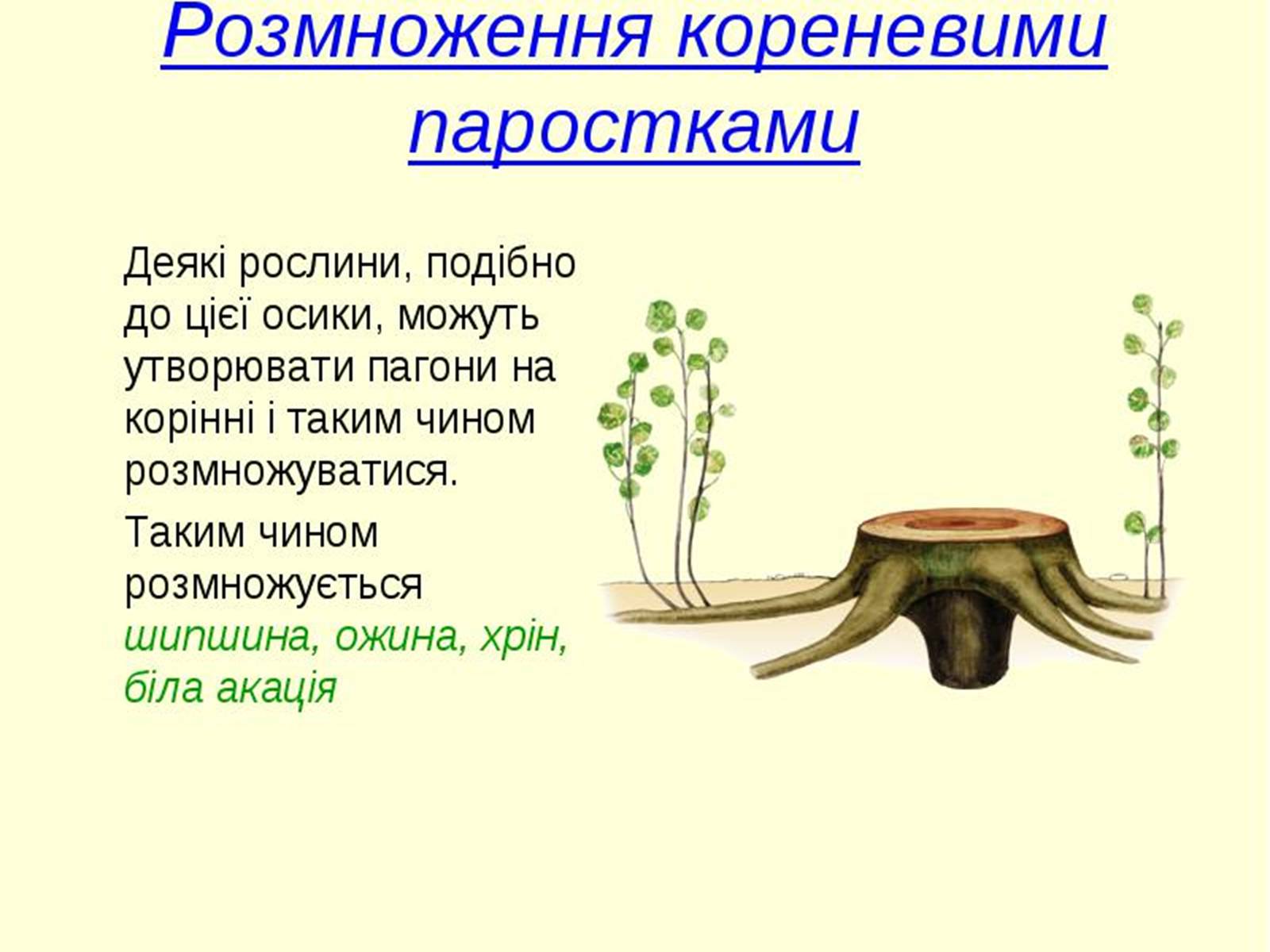 Презентація на тему «Вегетативне розмноження рослин» - Слайд #6