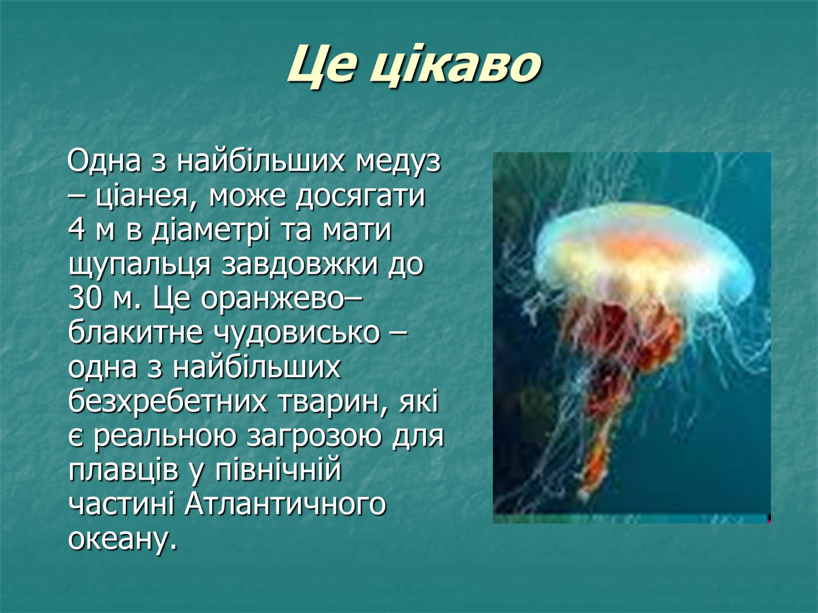 Презентація на тему «Найпростіші багатоклітинні тварини» - Слайд #10