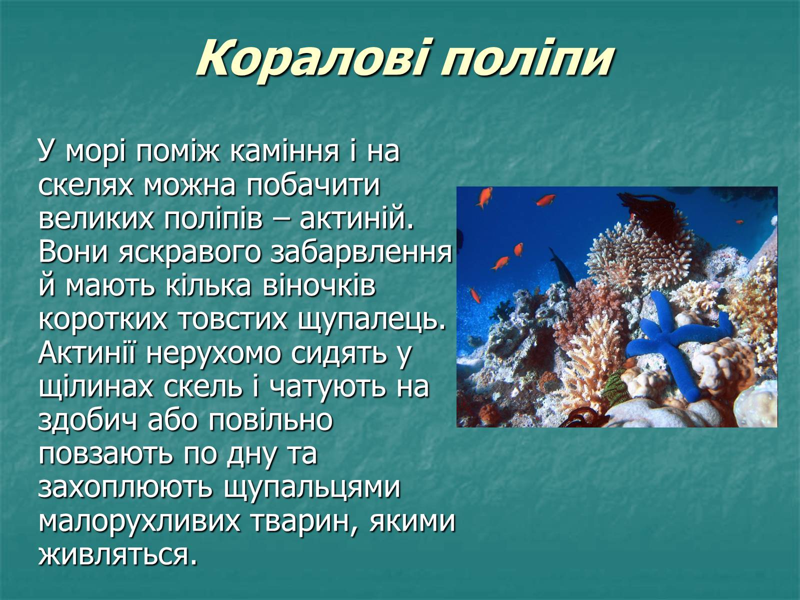 Презентація на тему «Найпростіші багатоклітинні тварини» - Слайд #11