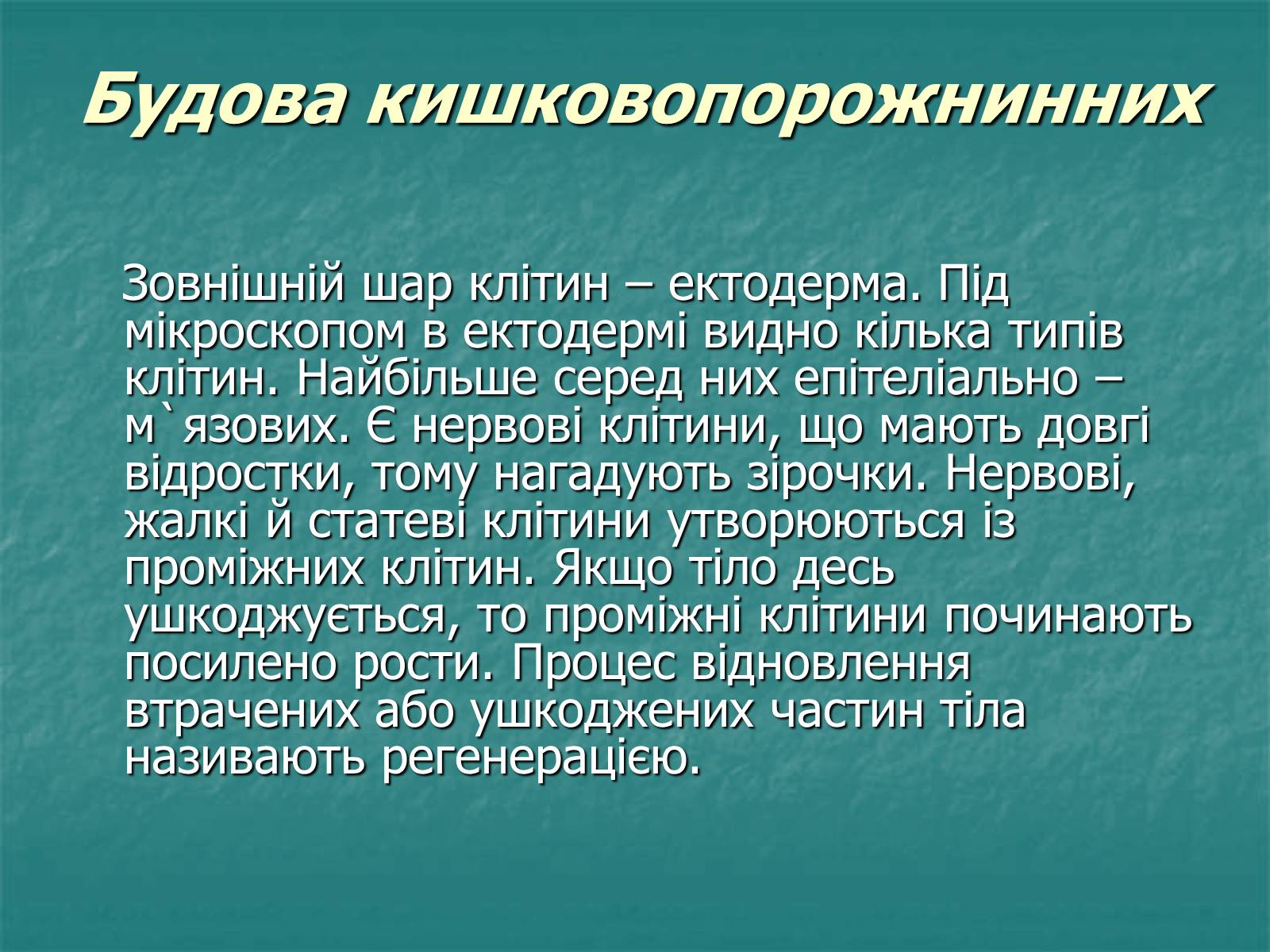 Презентація на тему «Найпростіші багатоклітинні тварини» - Слайд #3