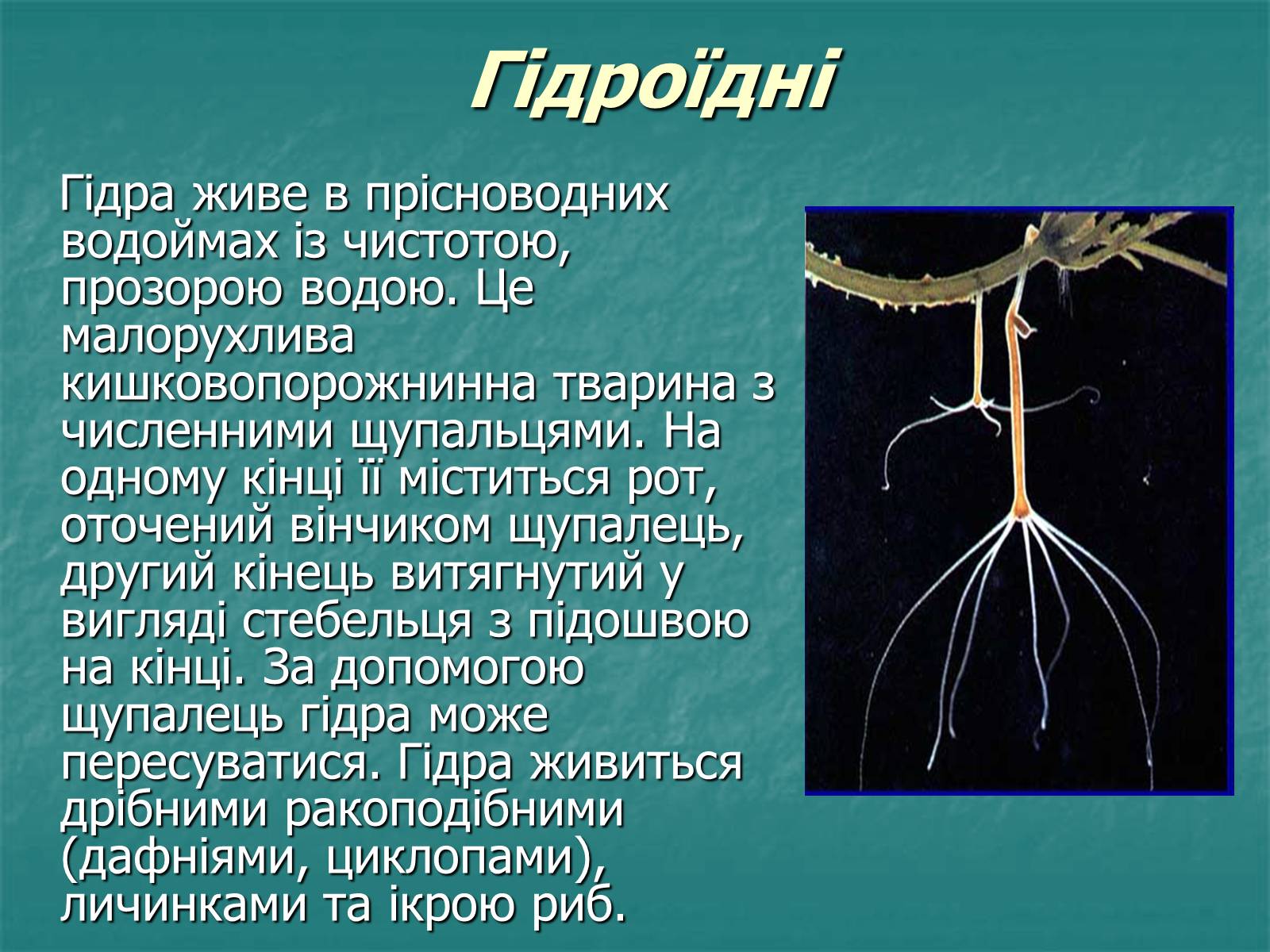 Презентація на тему «Найпростіші багатоклітинні тварини» - Слайд #7