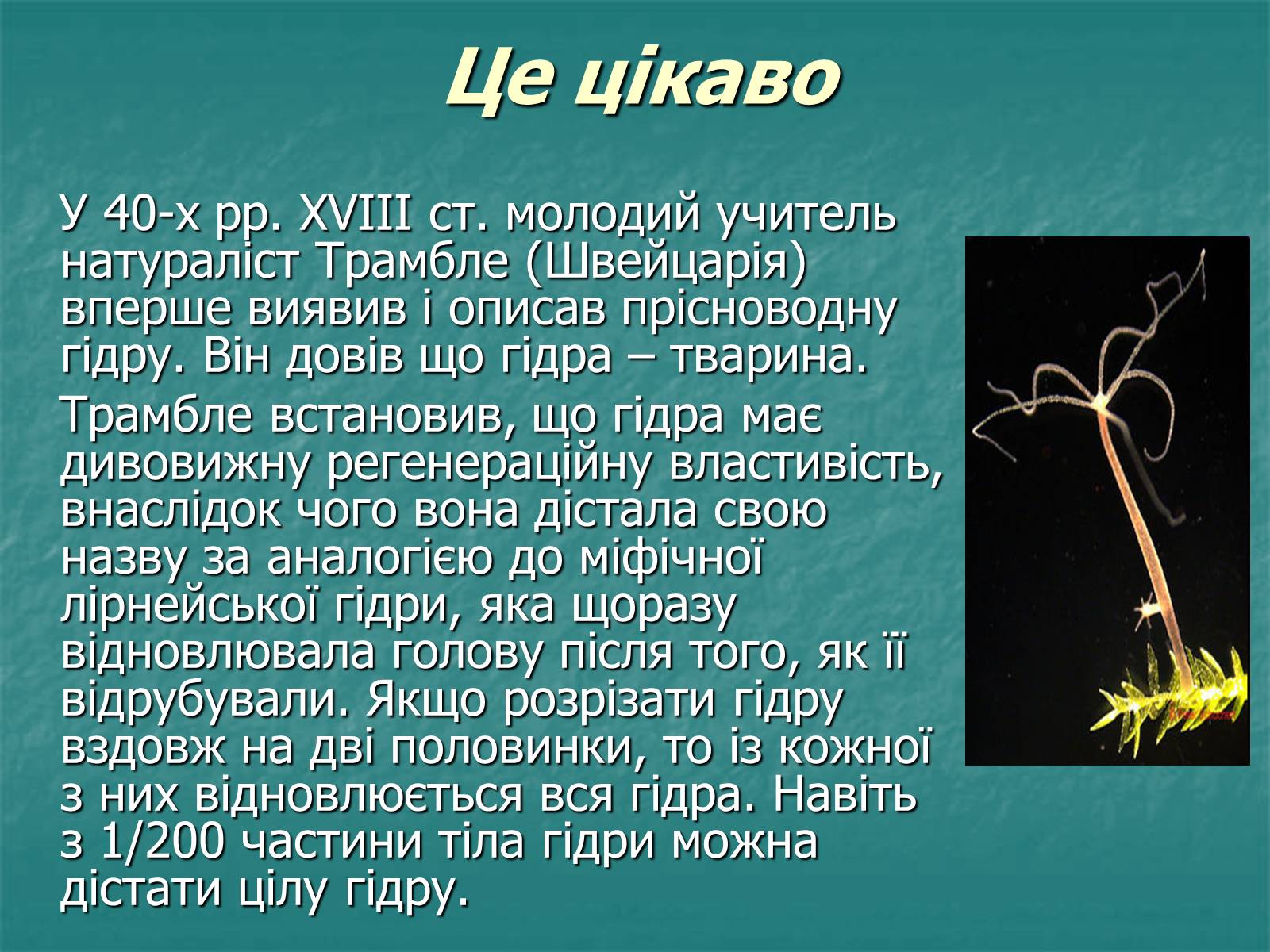 Презентація на тему «Найпростіші багатоклітинні тварини» - Слайд #8