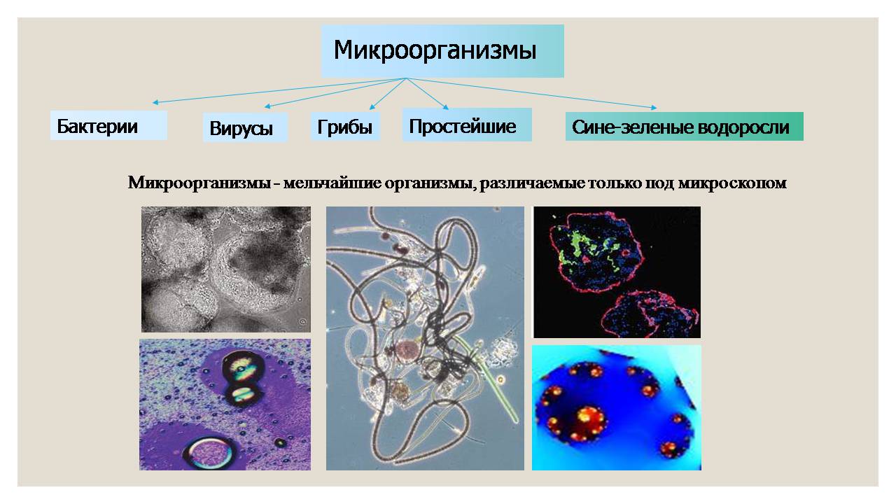 Презентація на тему «Микроорганизмы. Грибы» - Слайд #3