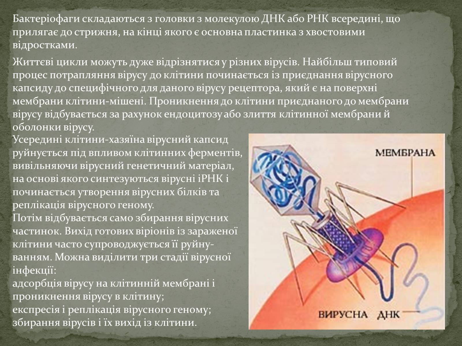 Презентація на тему «Віруси, їхня будова, життєвий цикл» (варіант 2) - Слайд #6