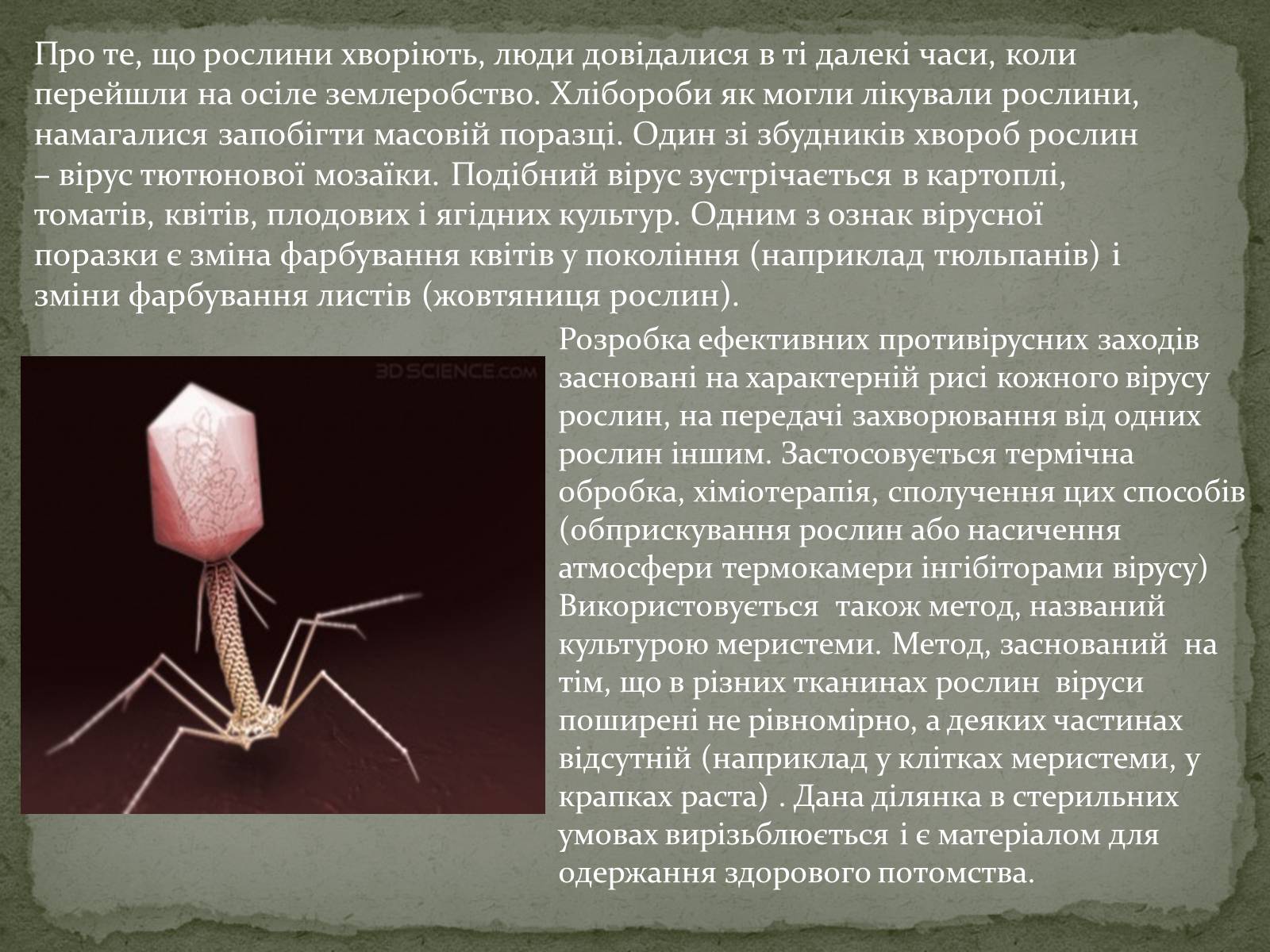 Презентація на тему «Віруси, їхня будова, життєвий цикл» (варіант 2) - Слайд #9