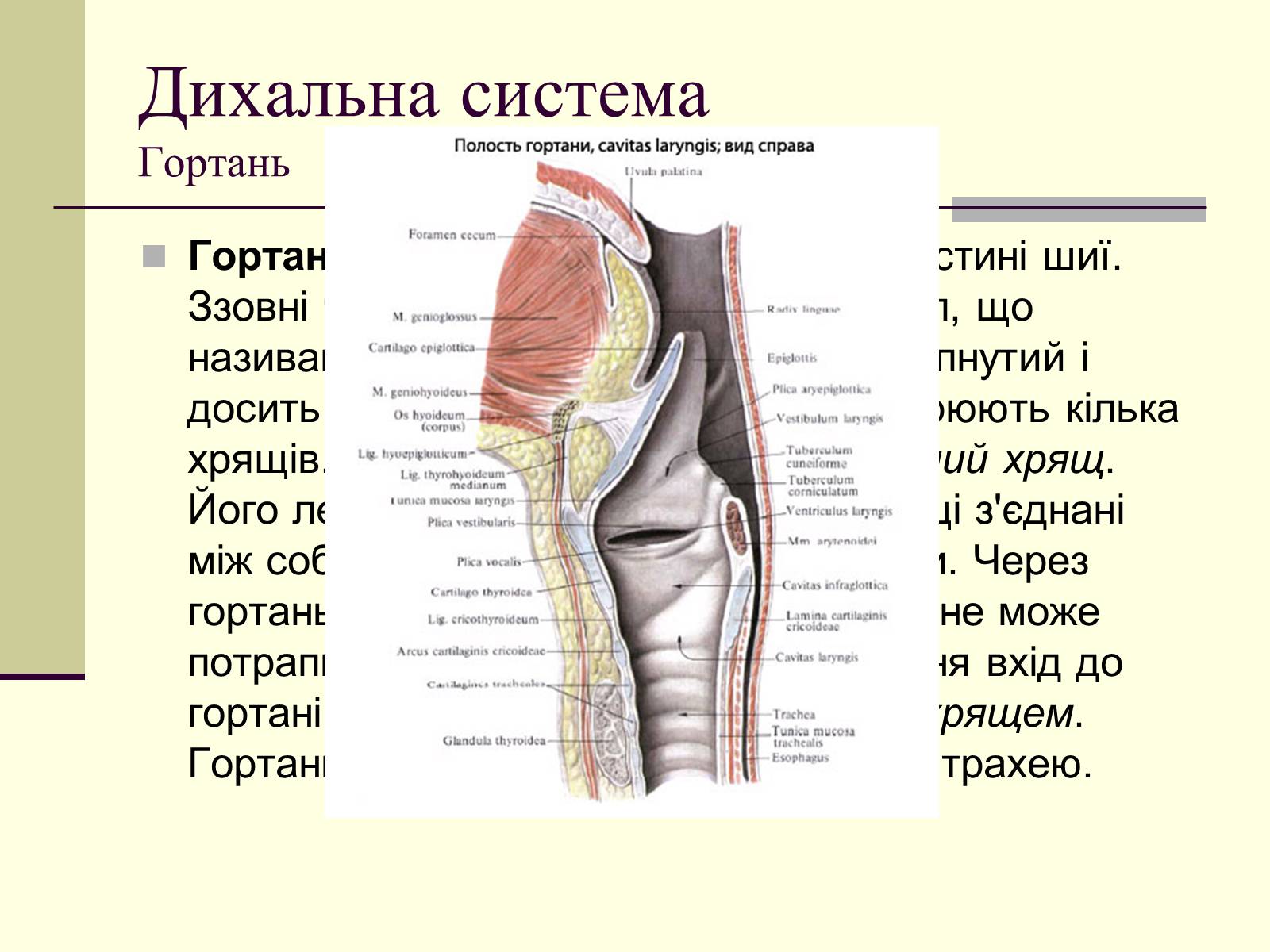 Презентація на тему «Критичні системи організму людини. Дихальна система» - Слайд #7