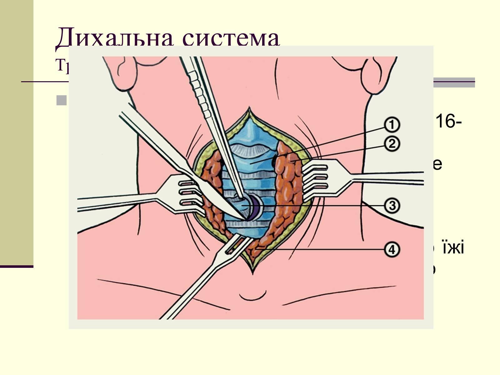 Презентація на тему «Критичні системи організму людини. Дихальна система» - Слайд #8