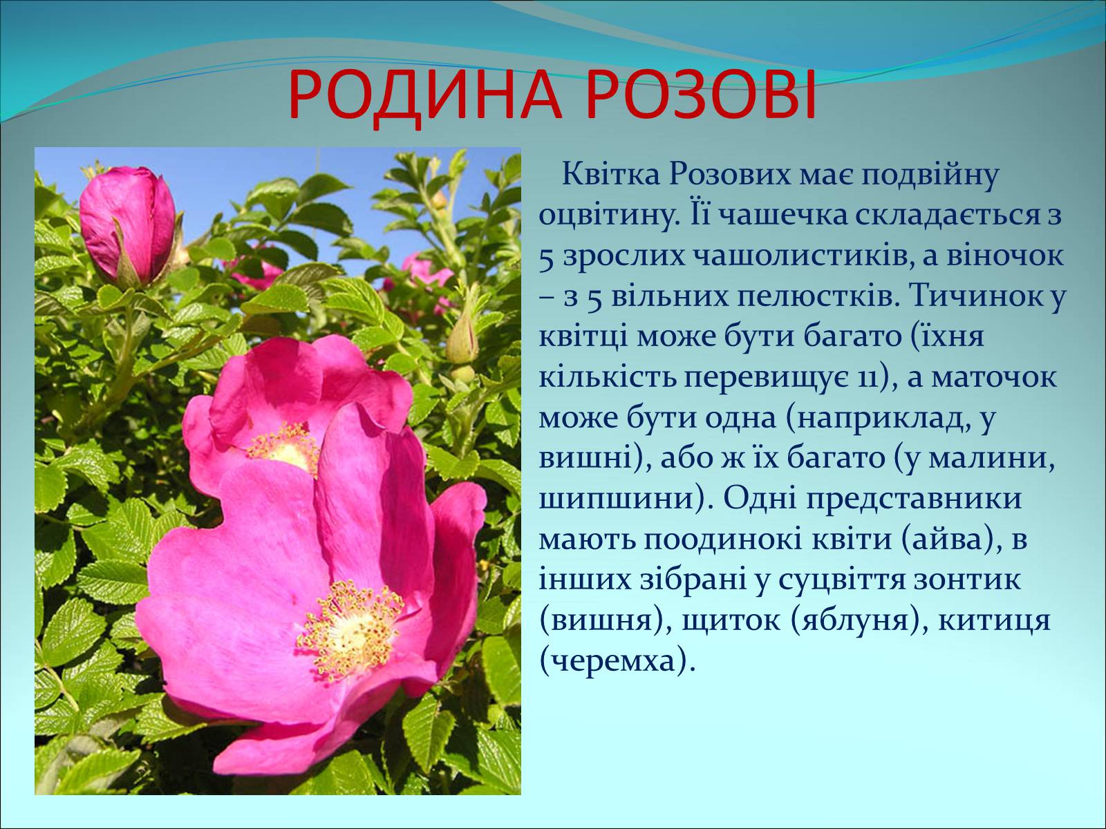 Презентація на тему «Різноманітність покритонасінних рослин» - Слайд #19