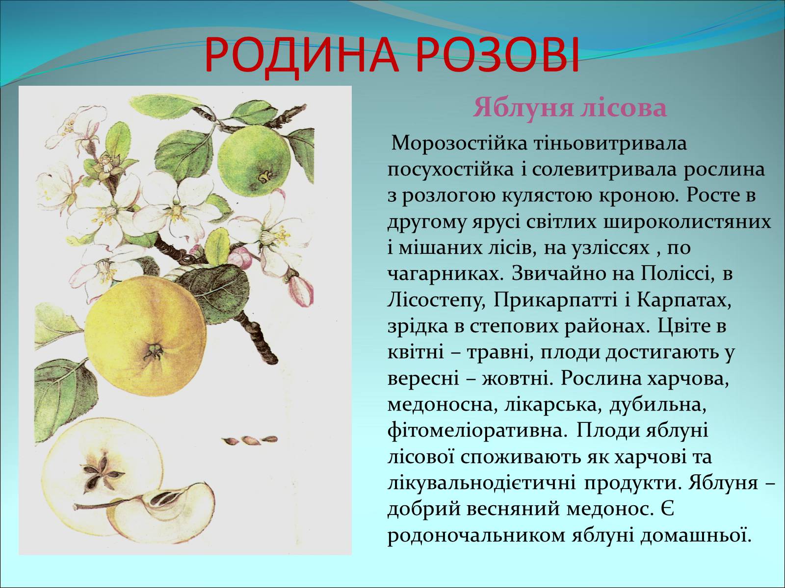 Презентація на тему «Різноманітність покритонасінних рослин» - Слайд #21