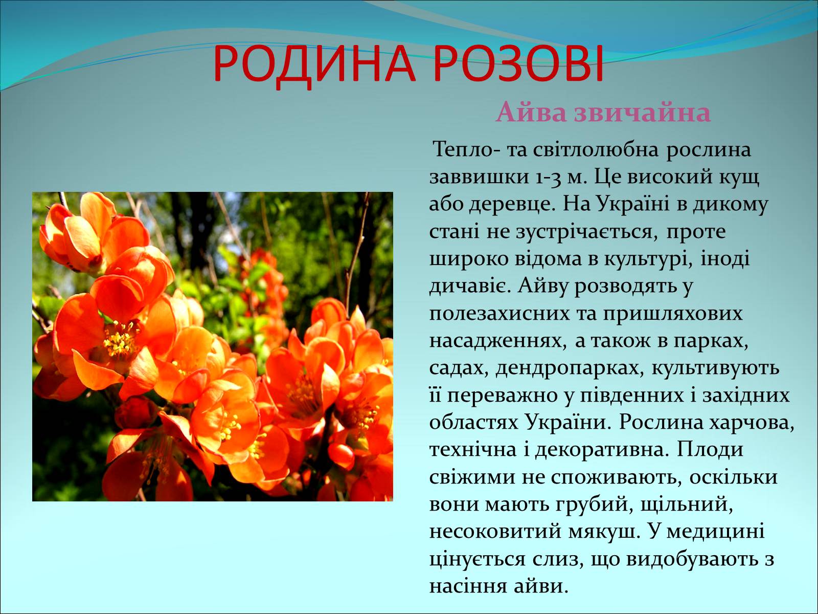 Презентація на тему «Різноманітність покритонасінних рослин» - Слайд #22