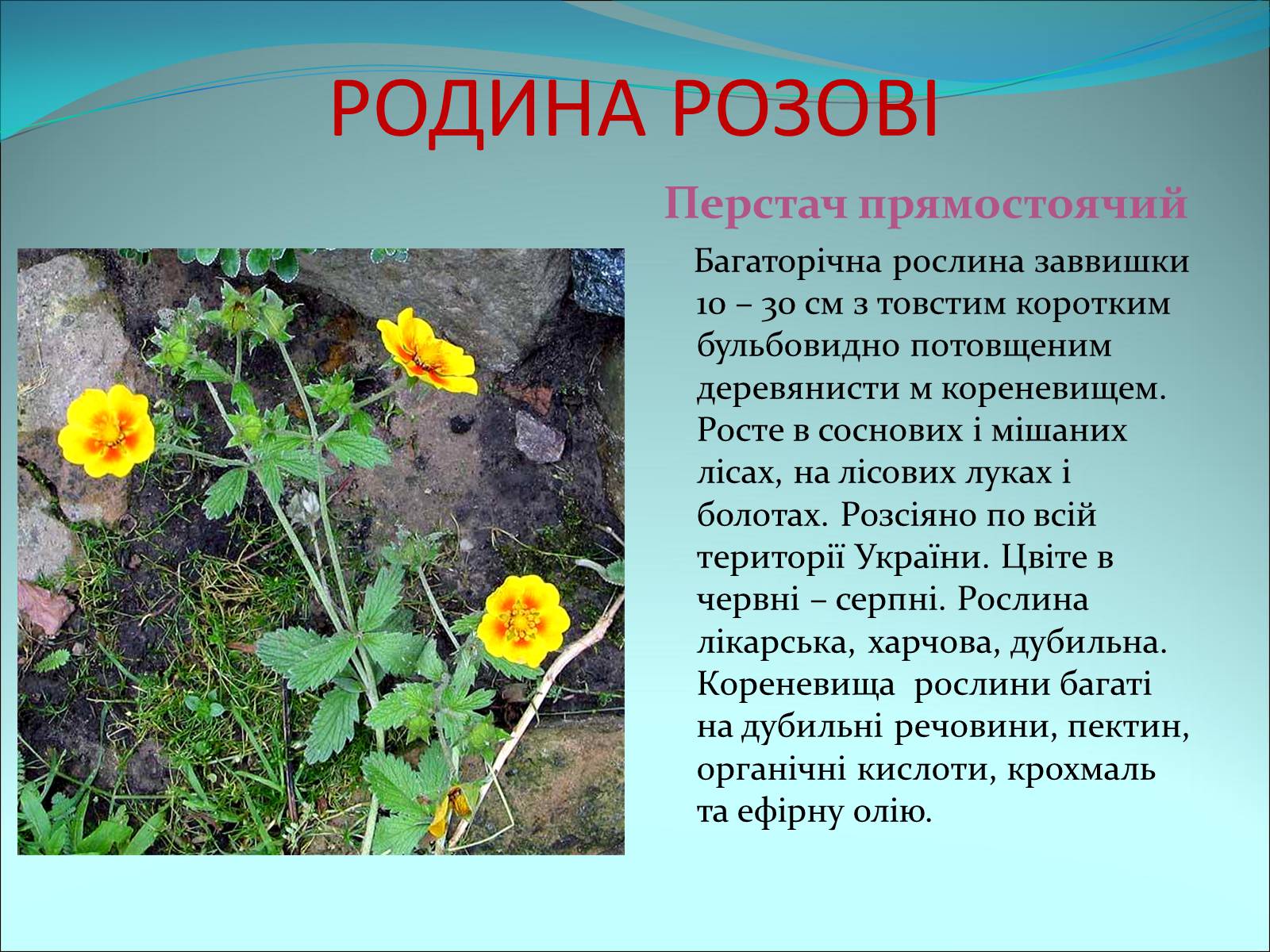 Презентація на тему «Різноманітність покритонасінних рослин» - Слайд #31