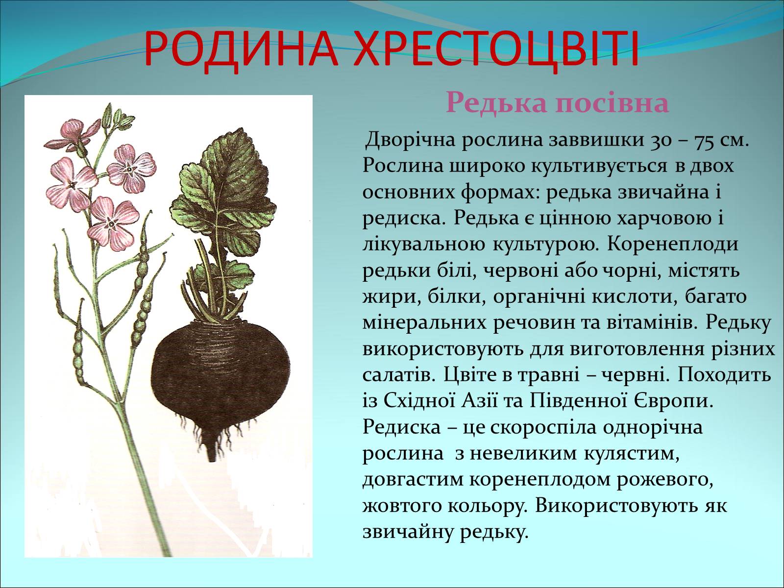 Презентація на тему «Різноманітність покритонасінних рослин» - Слайд #7