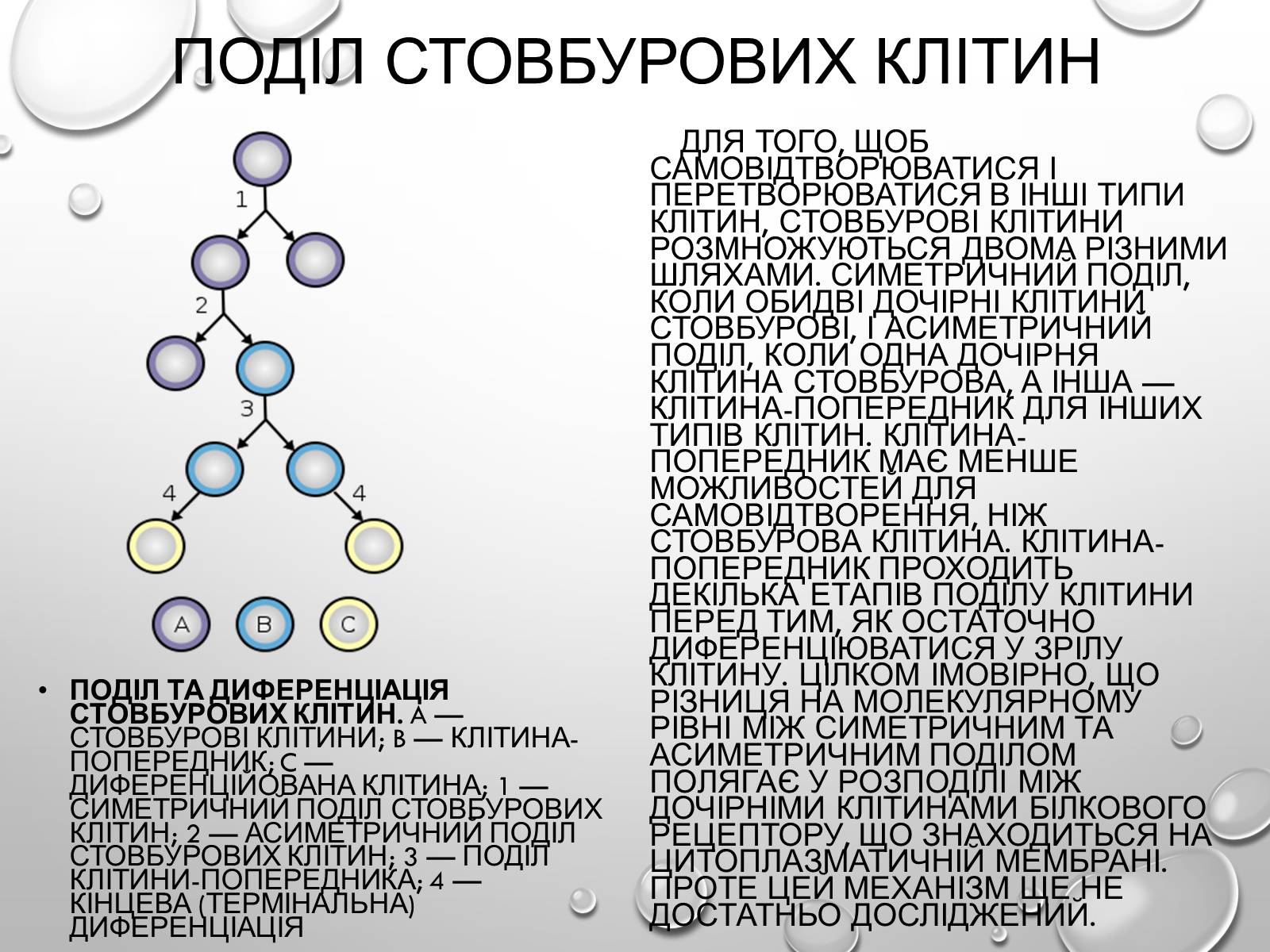 Презентація на тему «Стовбурові клітини» (варіант 1) - Слайд #7