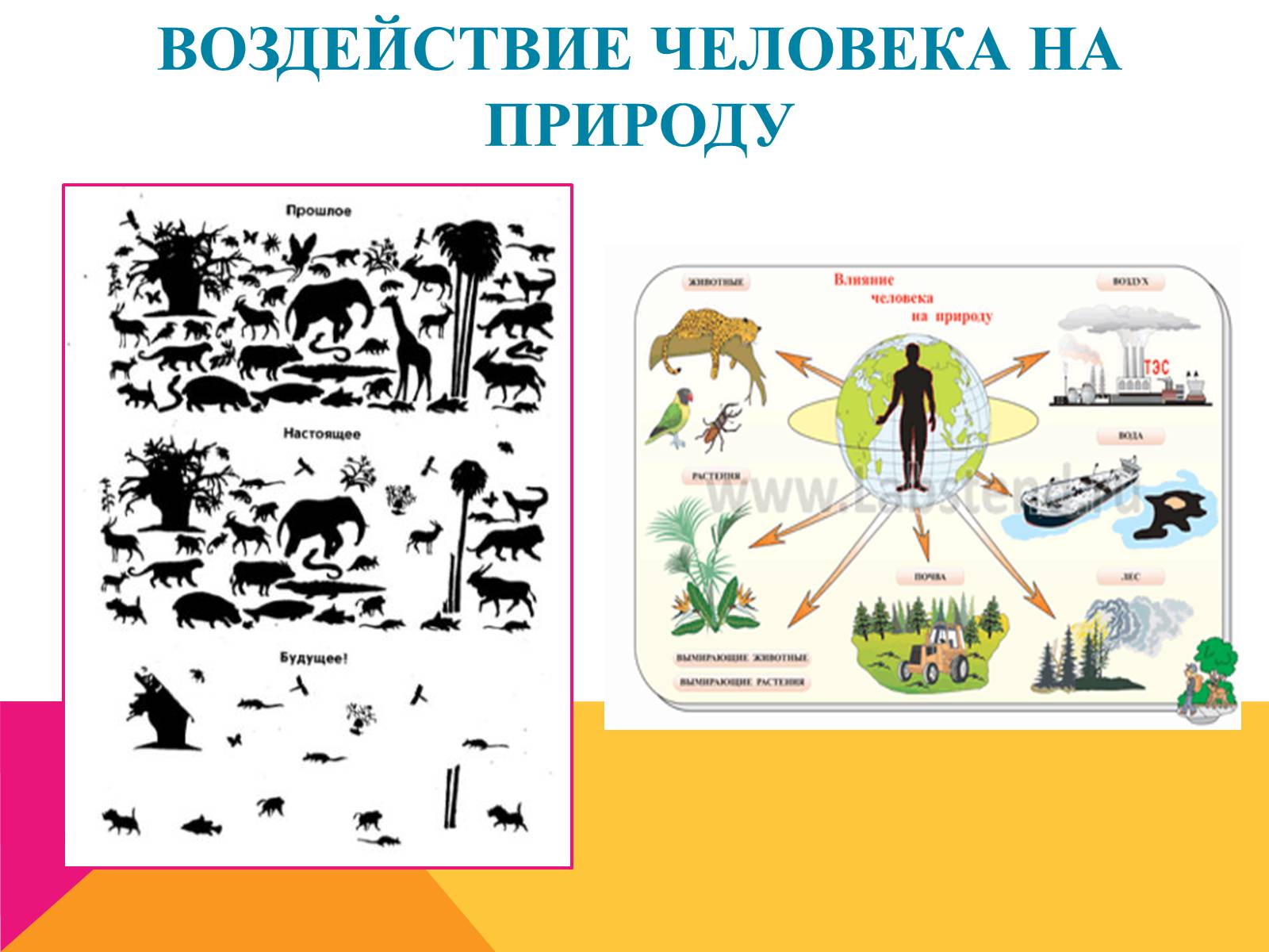 Презентація на тему «Эволюция» - Слайд #21