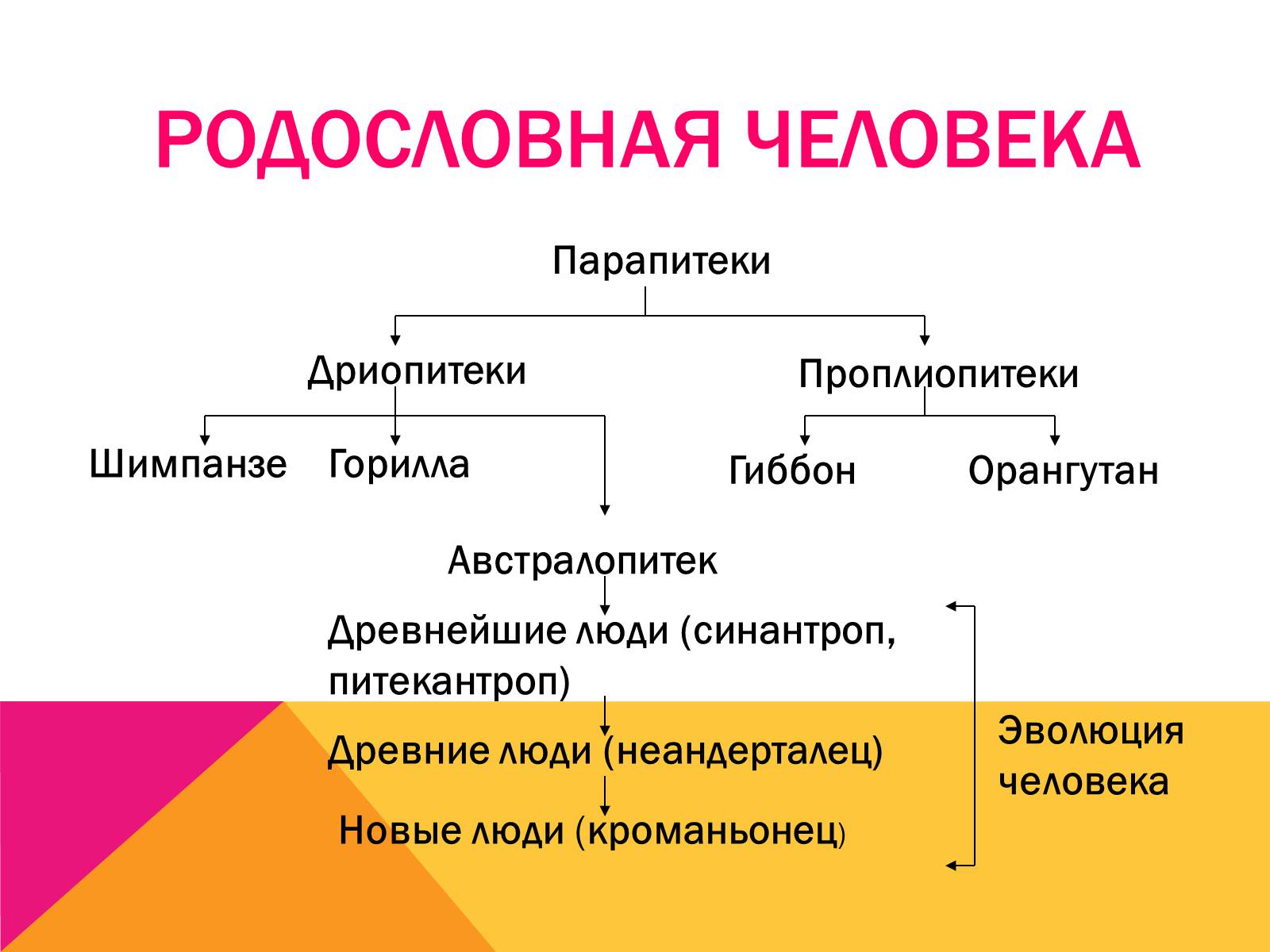 Презентація на тему «Эволюция» - Слайд #7