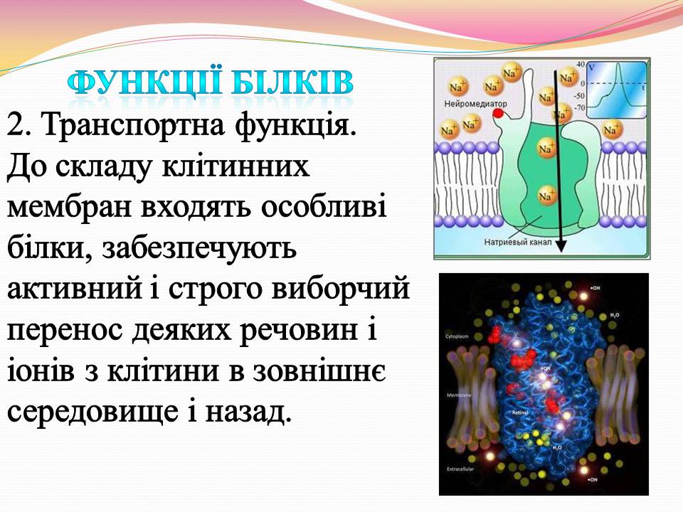 Презентація на тему «Білки. Властивості та функції» - Слайд #12