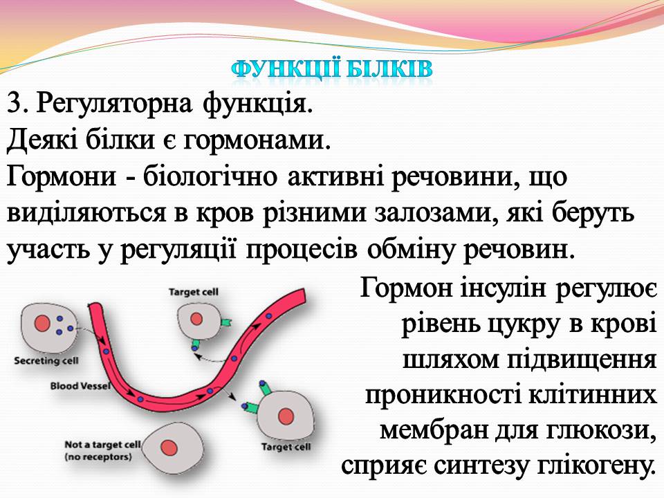 Презентація на тему «Білки. Властивості та функції» - Слайд #13