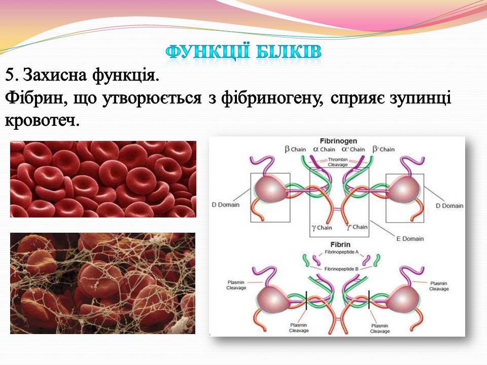 Презентація на тему «Білки. Властивості та функції» - Слайд #16