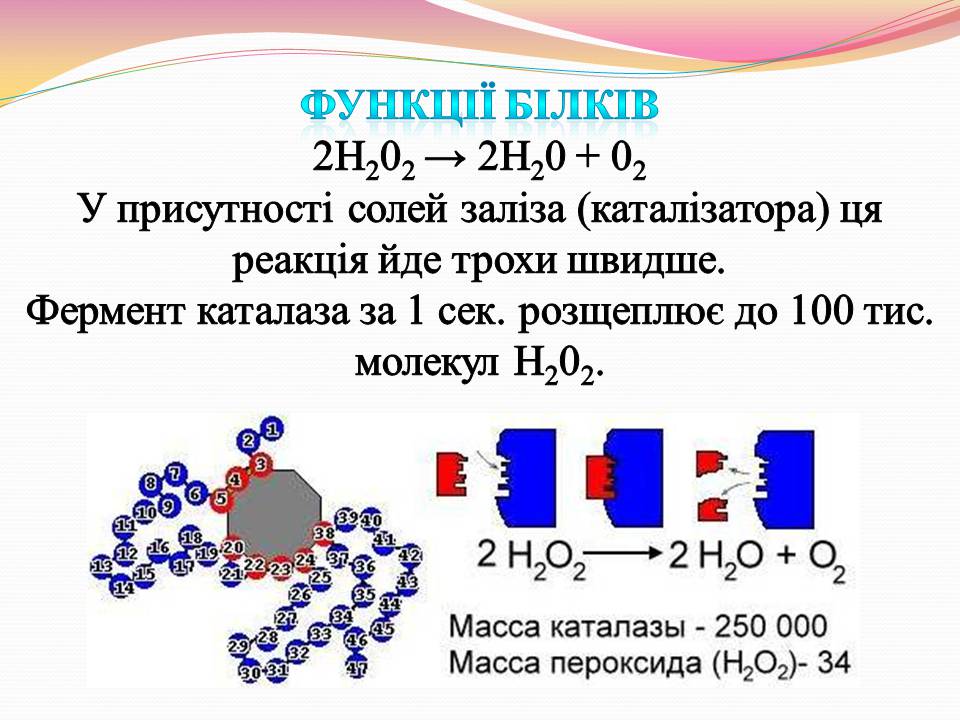 Презентація на тему «Білки. Властивості та функції» - Слайд #22