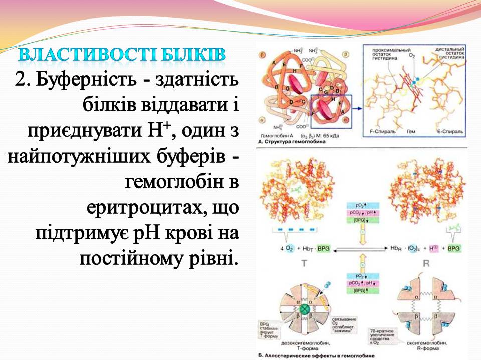 Презентація на тему «Білки. Властивості та функції» - Слайд #4