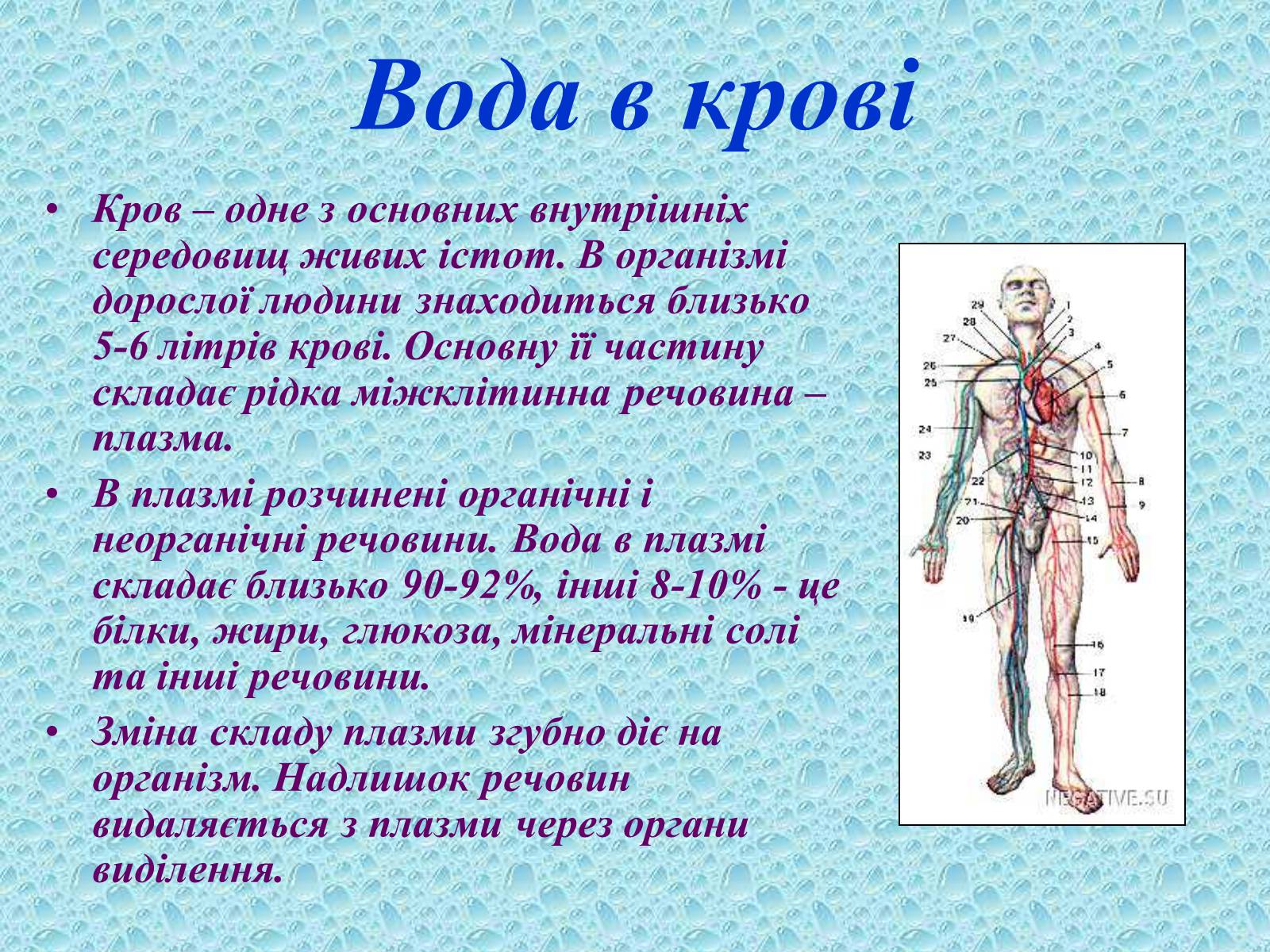 Презентація на тему «Вода в організмах» (варіант 2) - Слайд #14