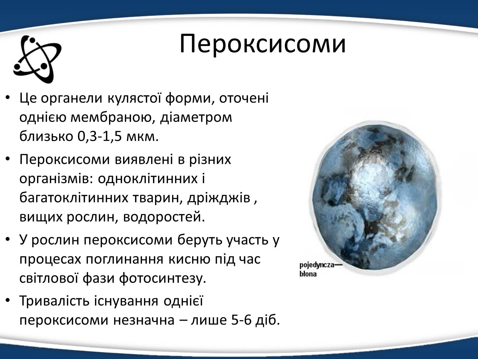 Презентація на тему «Одномембранні органели» (варіант 1) - Слайд #19