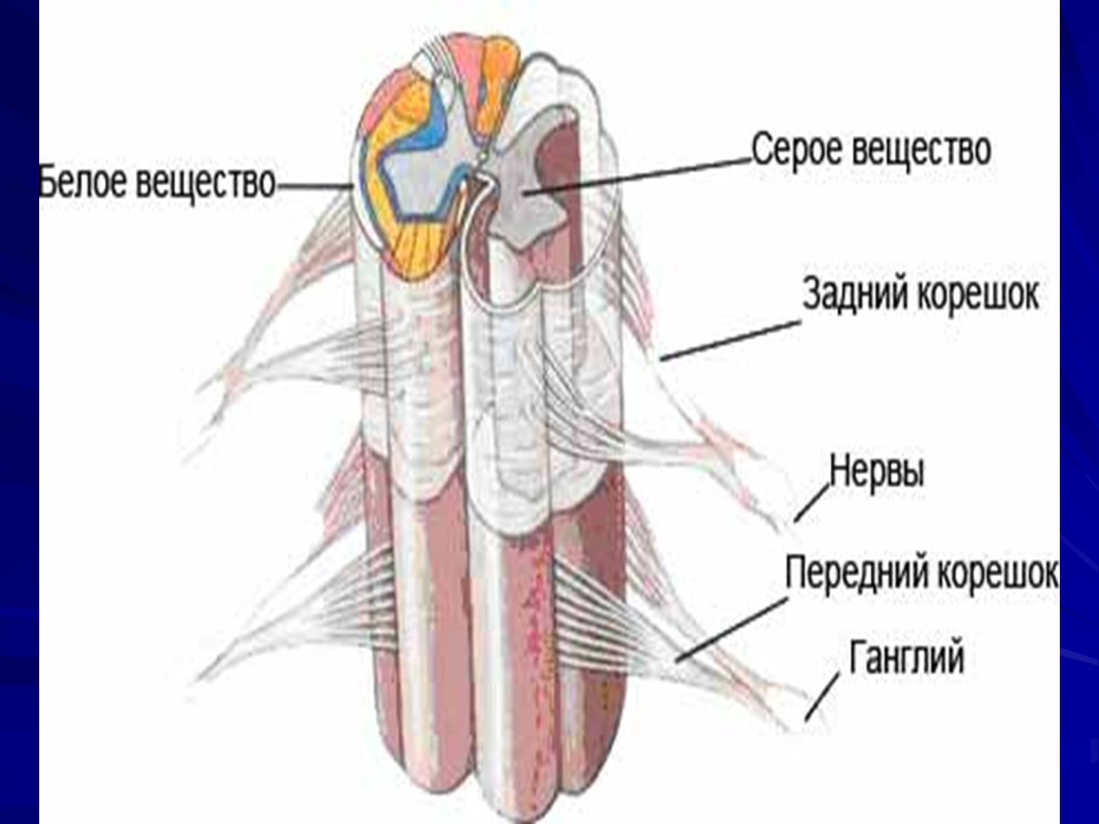 Презентація на тему «Спинний мозок» (варіант 1) - Слайд #7