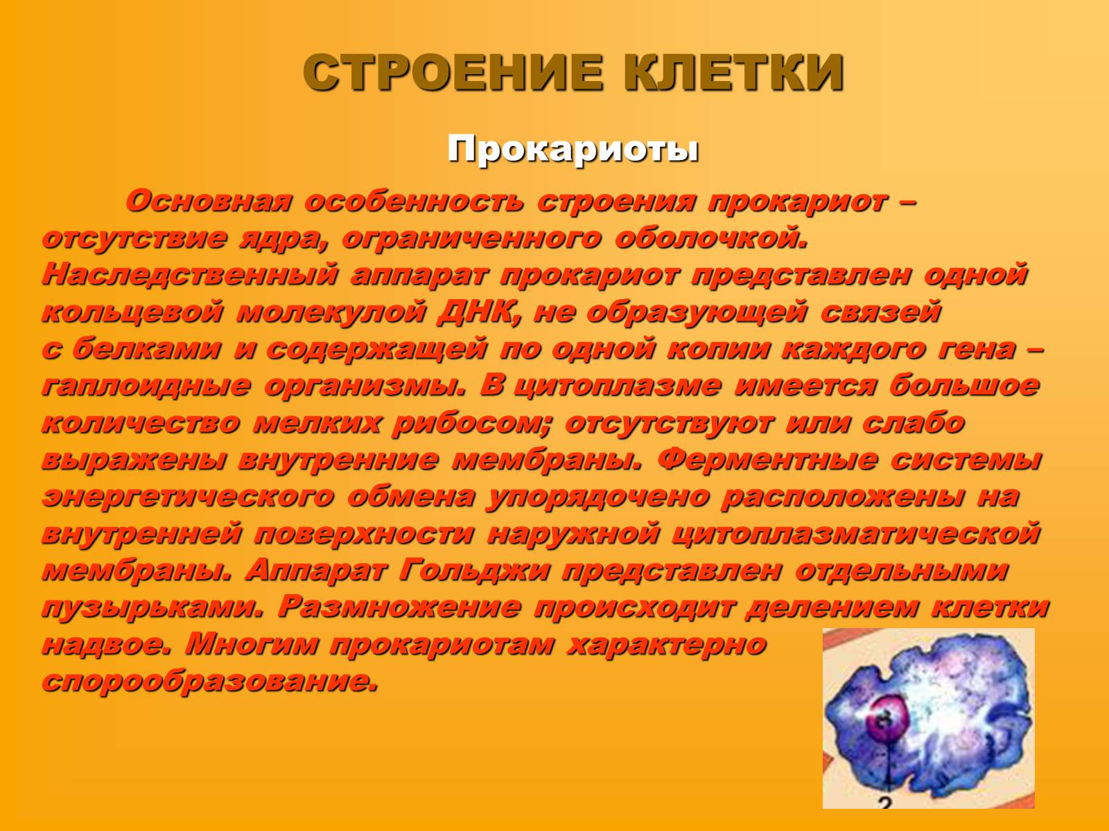 Презентація на тему «Сравнительная характеристика прокариотической и эукариотической клетки» - Слайд #4