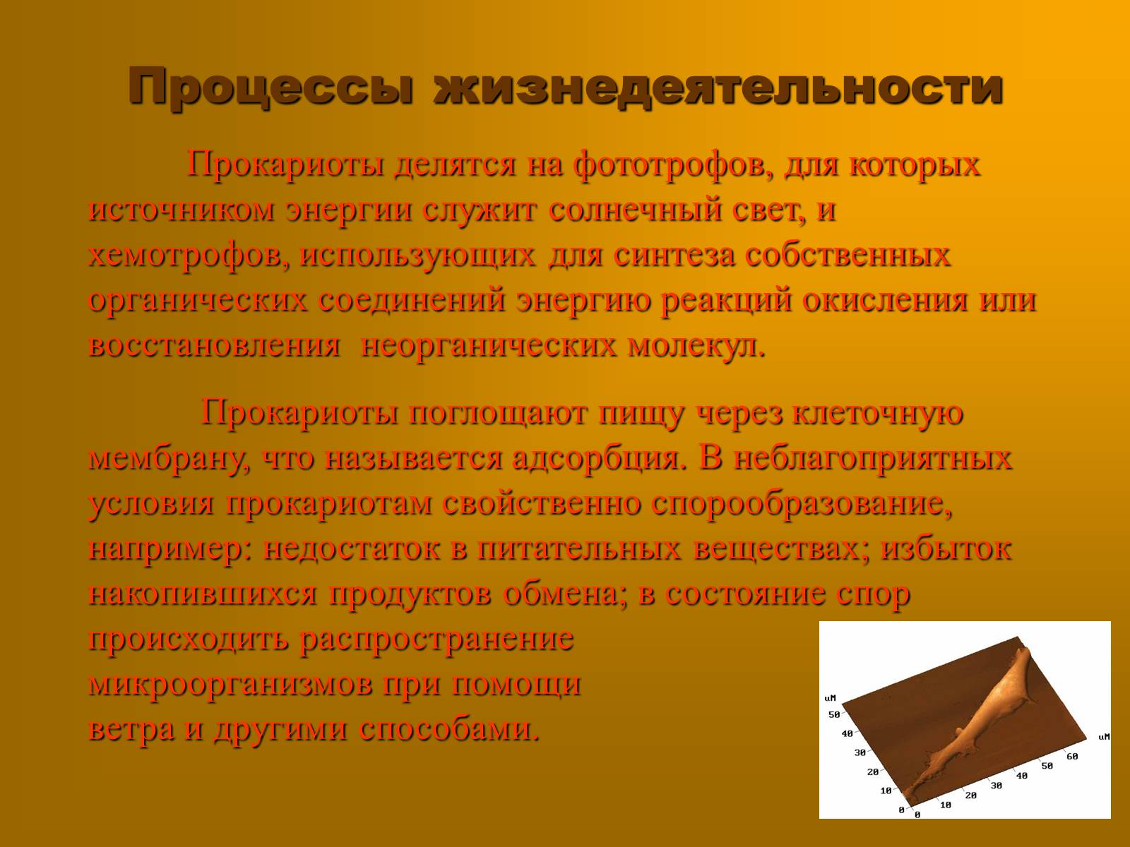 Презентація на тему «Сравнительная характеристика прокариотической и эукариотической клетки» - Слайд #6