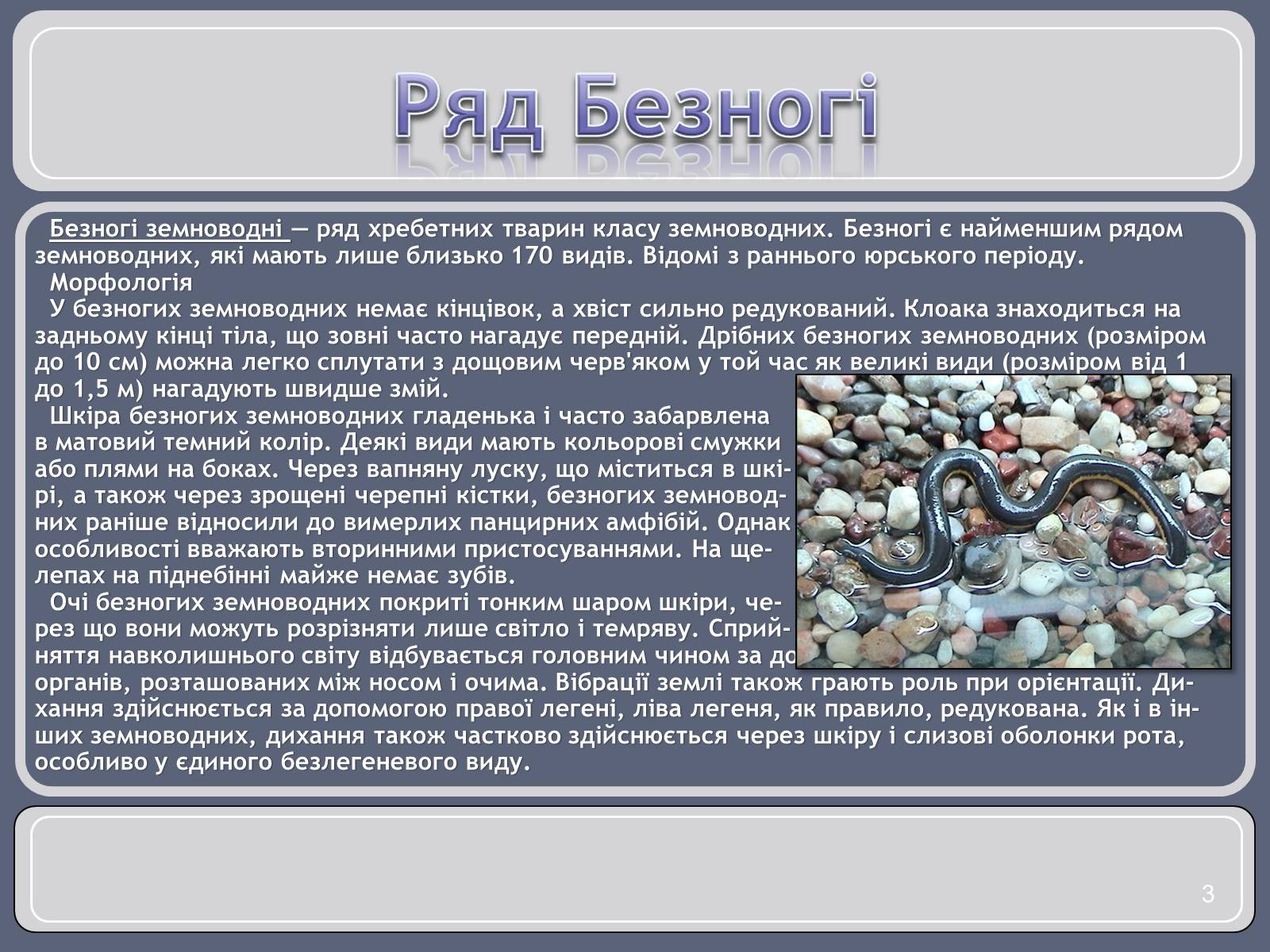 Презентація на тему «Різноманітність земноводних» (варіант 1) - Слайд #3