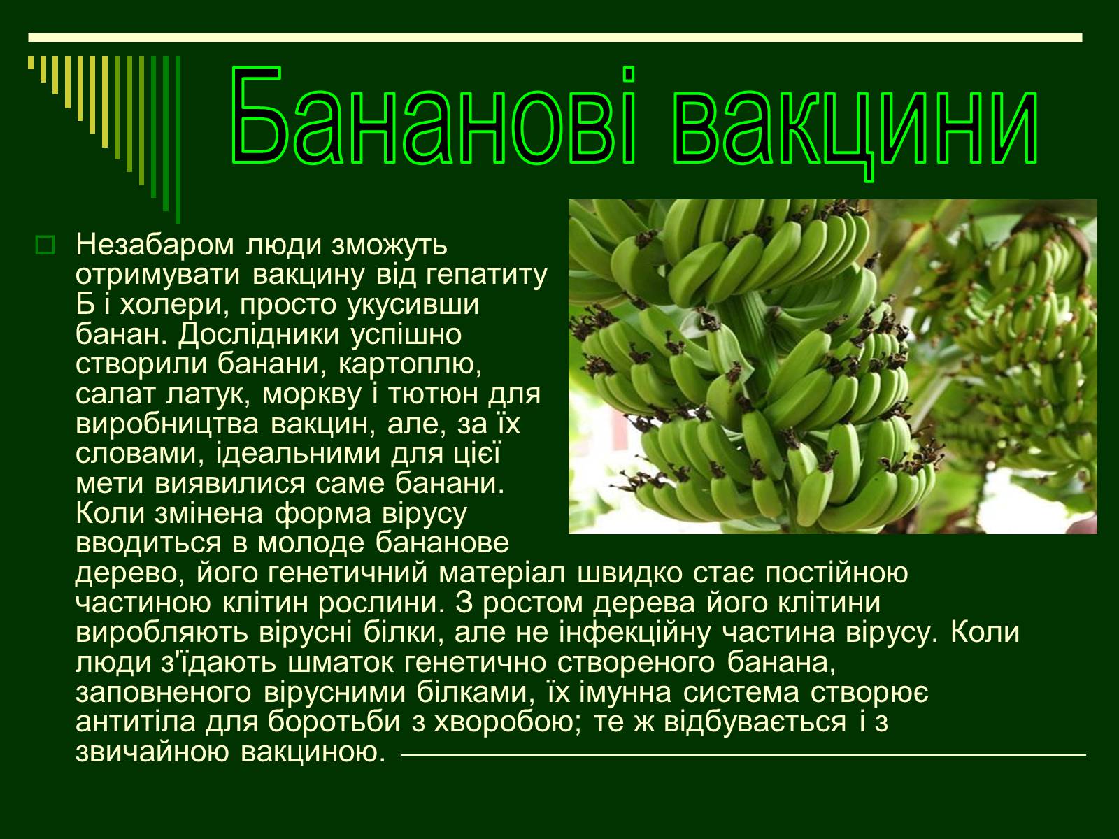 Презентація на тему «Трансгенні організми» (варіант 1) - Слайд #16