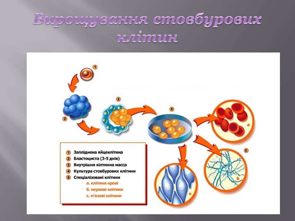 Презентація на тему «Стовбурові клітини» (варіант 6) - Слайд #9