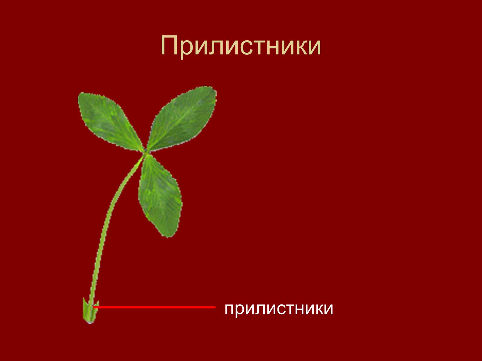 Презентація на тему «Внешнее строение и разнообразие листьев» - Слайд #4