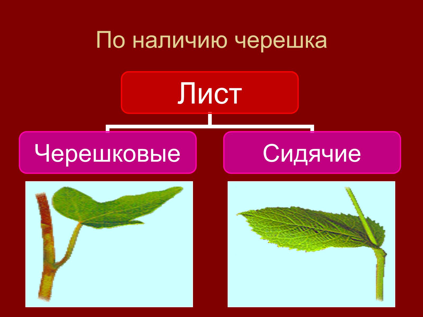 Презентація на тему «Внешнее строение и разнообразие листьев» - Слайд #7