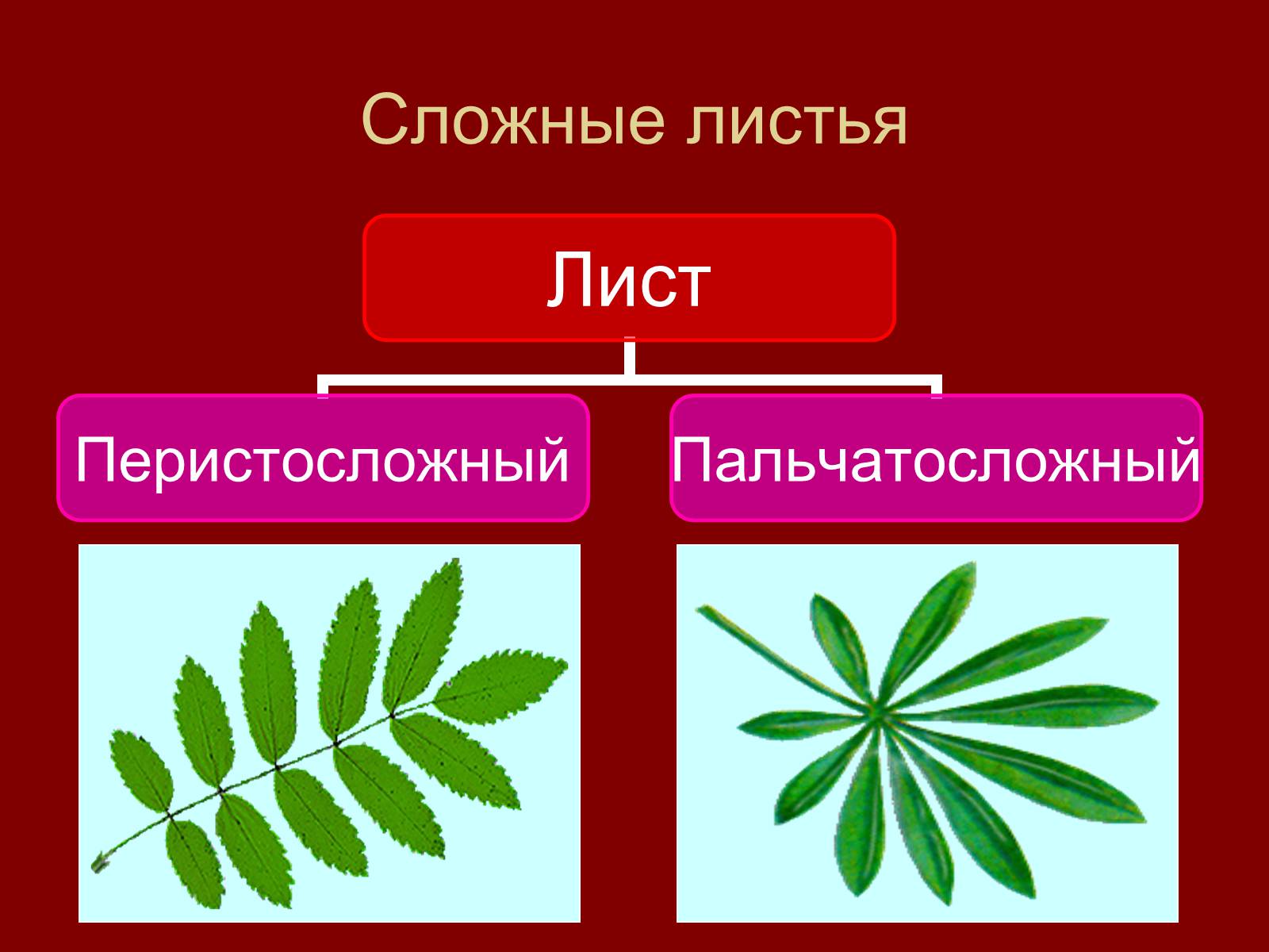 Презентація на тему «Внешнее строение и разнообразие листьев» - Слайд #9