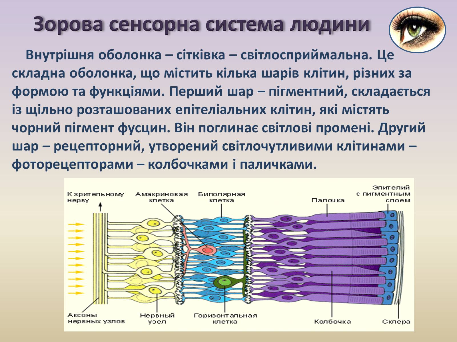 Презентація на тему «Сенсорна система ока» - Слайд #10