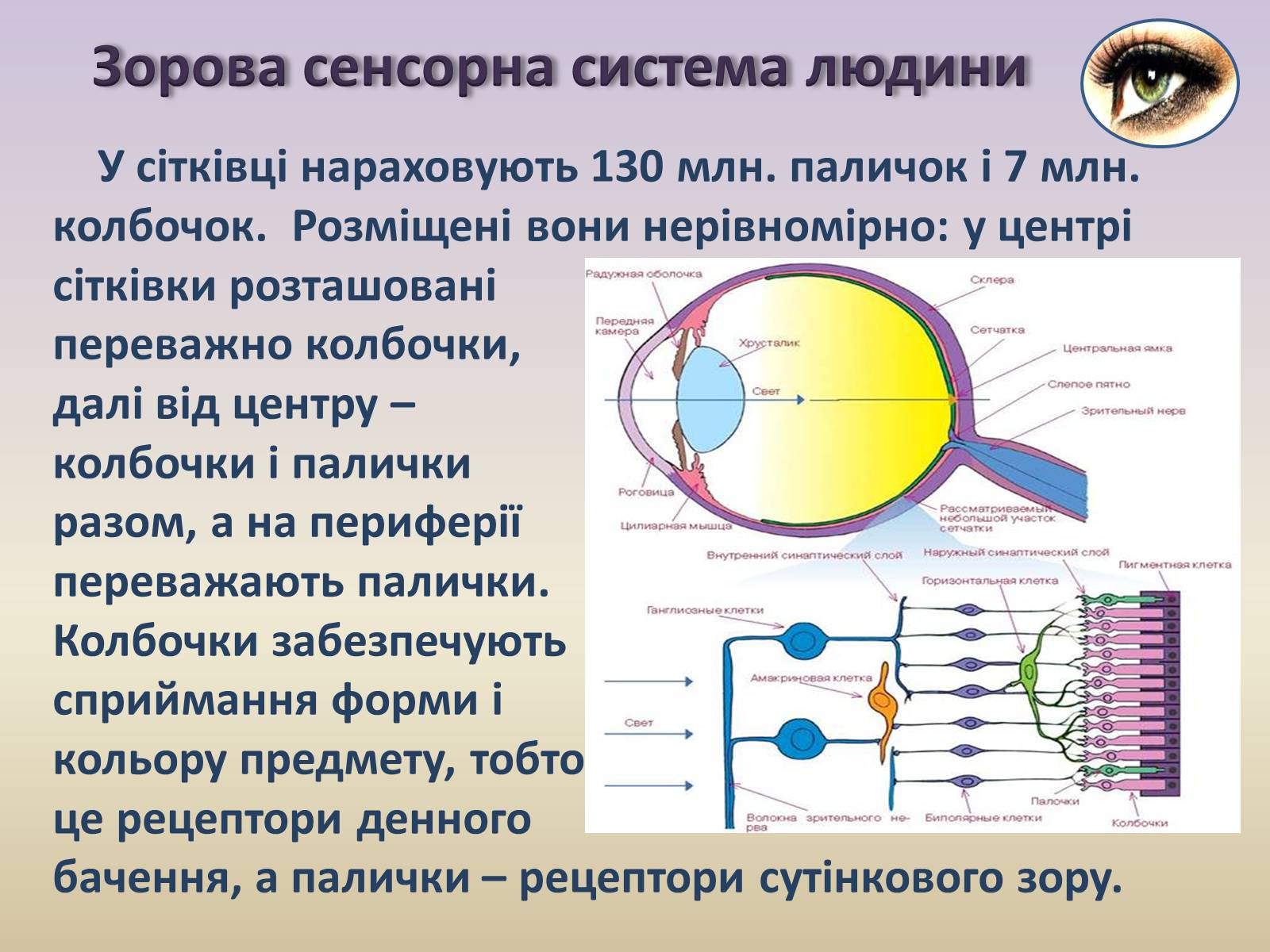 Презентація на тему «Сенсорна система ока» - Слайд #12