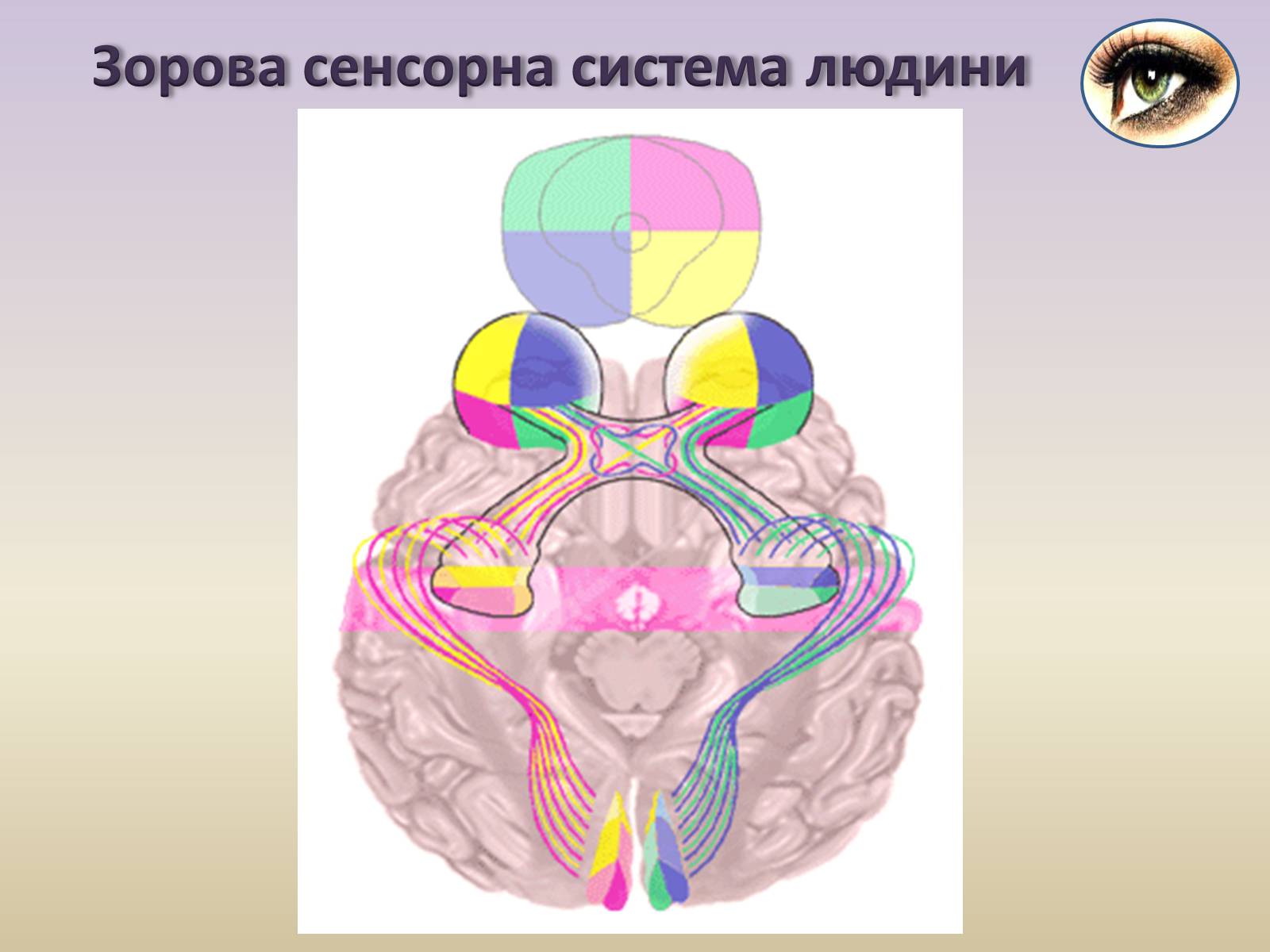 Презентація на тему «Сенсорна система ока» - Слайд #22