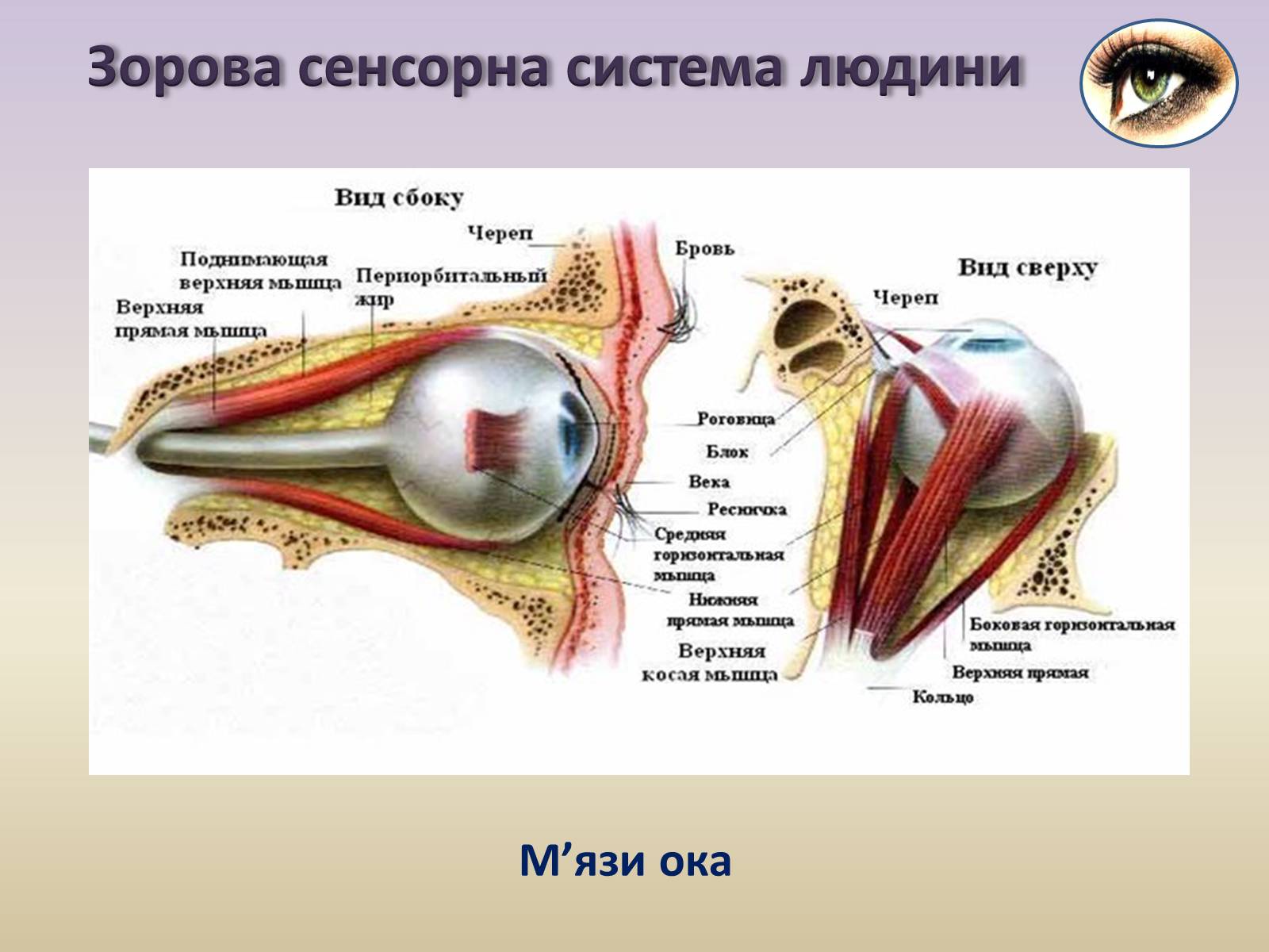 Презентація на тему «Сенсорна система ока» - Слайд #5