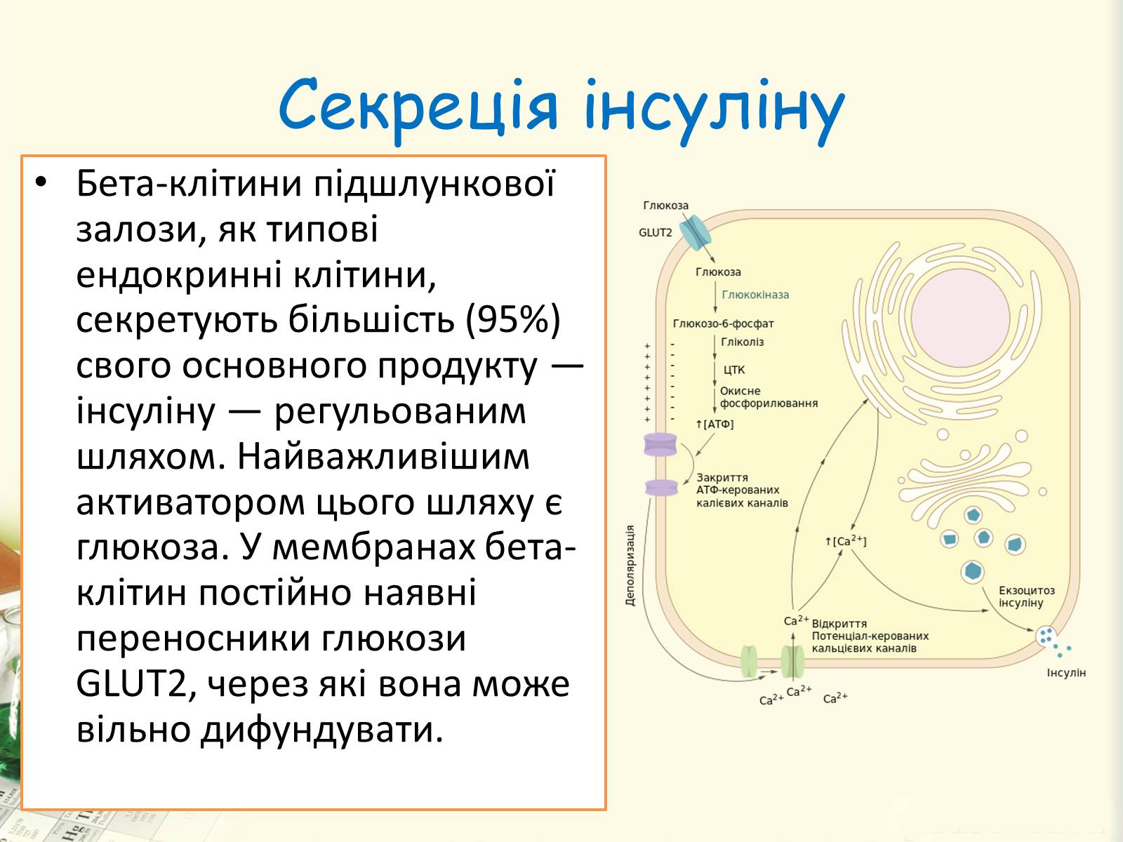 Презентація на тему «Цукровий діабет. Інсулін» - Слайд #16