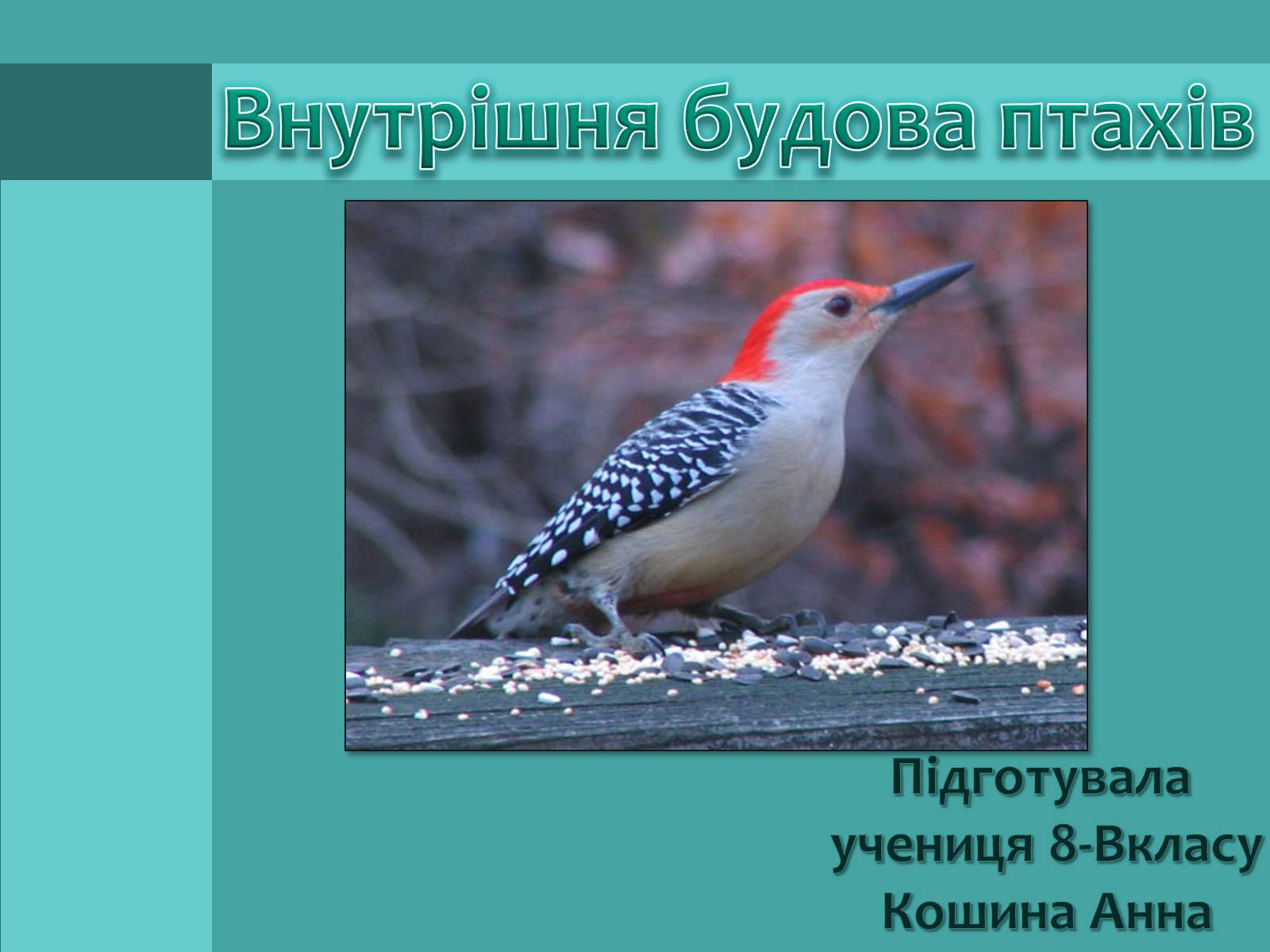 Презентація на тему «Внутрішня будова птахів» (варіант 1) - Слайд #1