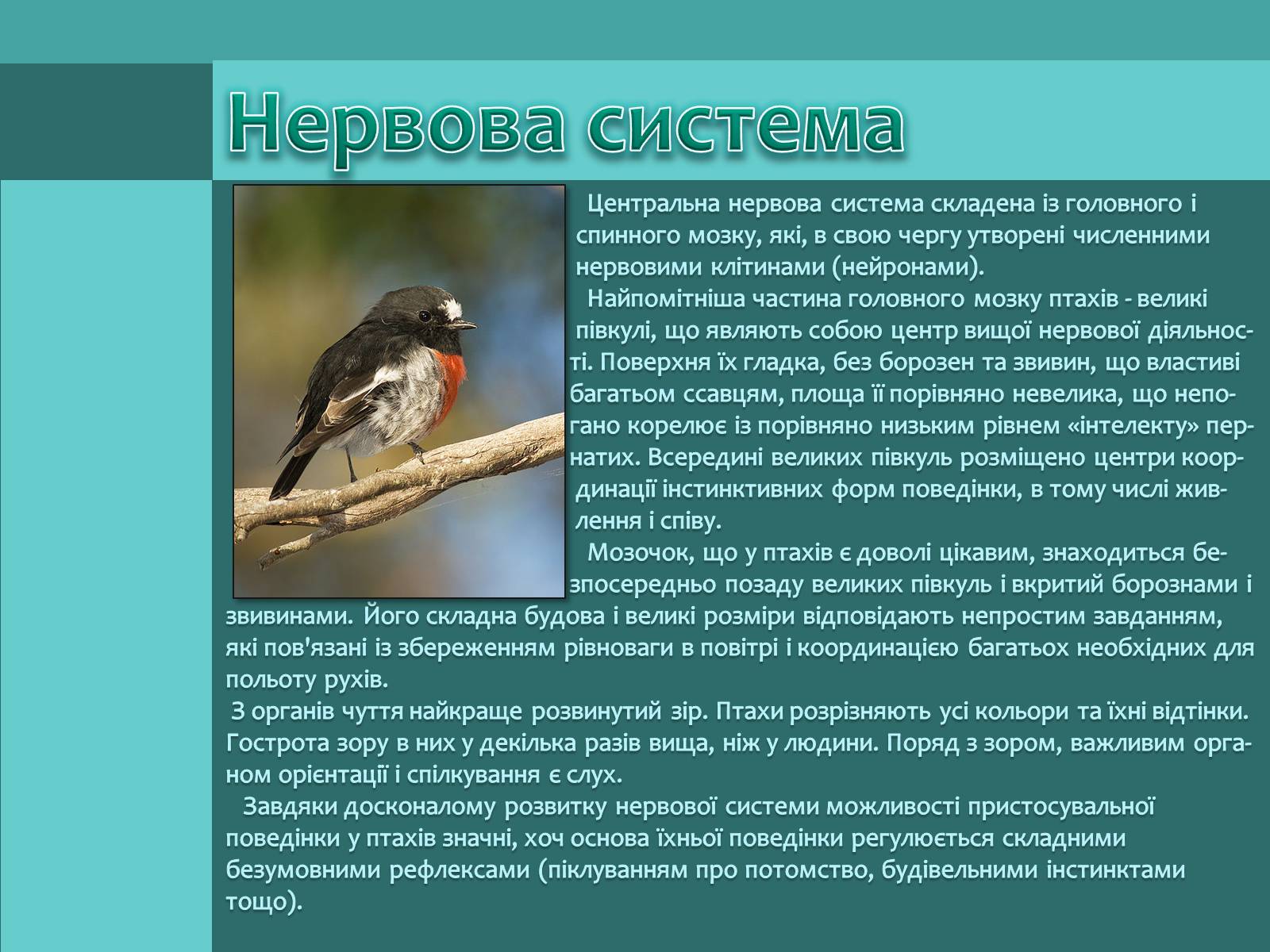 Презентація на тему «Внутрішня будова птахів» (варіант 1) - Слайд #12