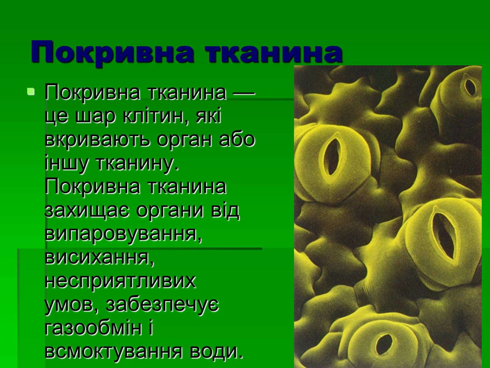 Презентація на тему «Тканини рослинного організму» - Слайд #9