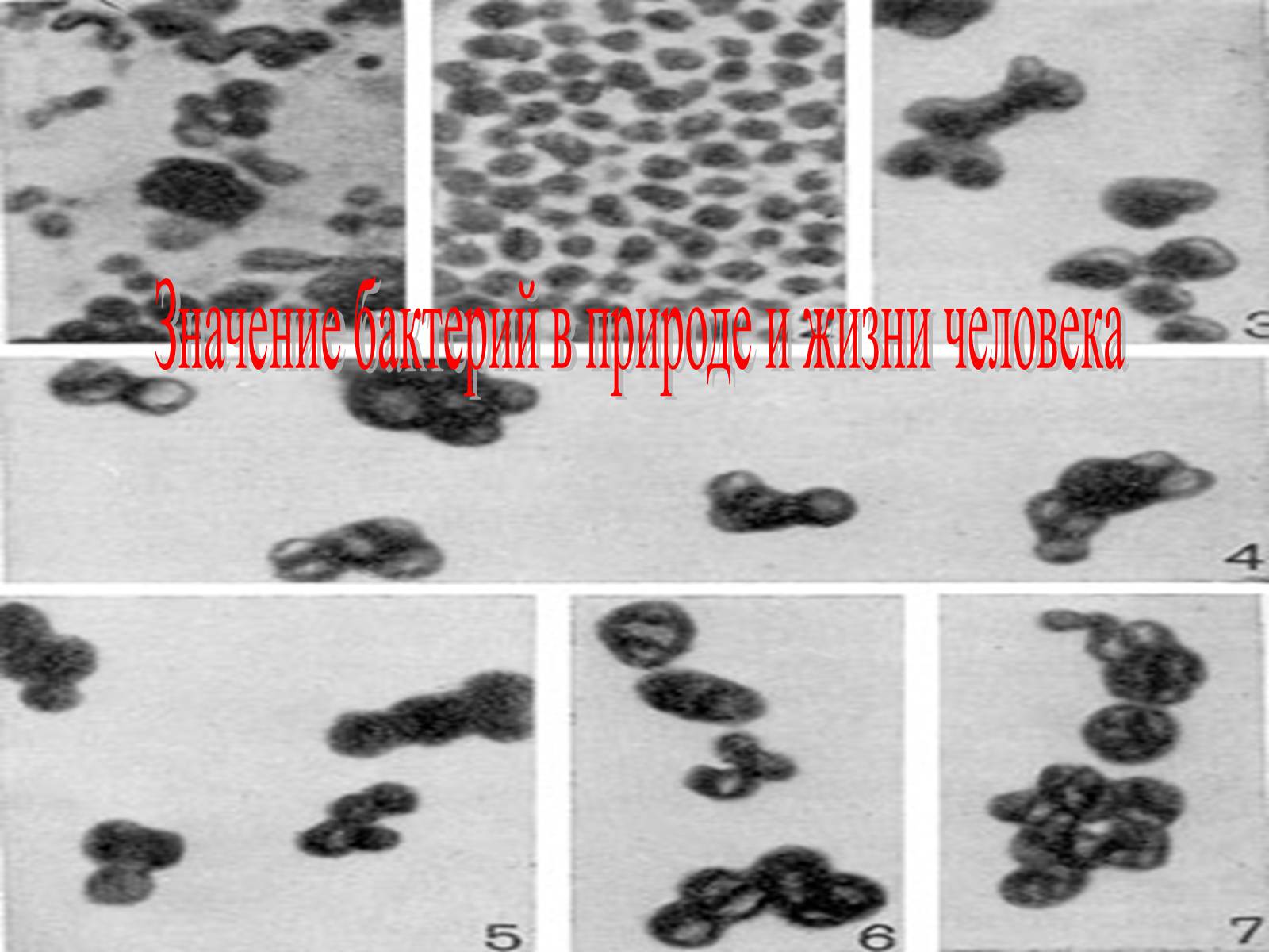 Презентація на тему «Значение бактерий в природе и жизни человека» - Слайд #1