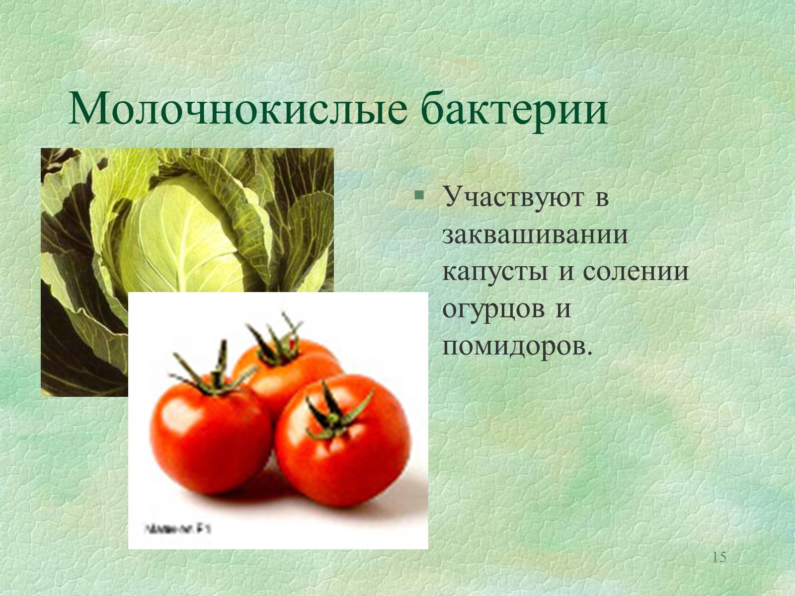 Презентація на тему «Значение бактерий в природе и жизни человека» - Слайд #15