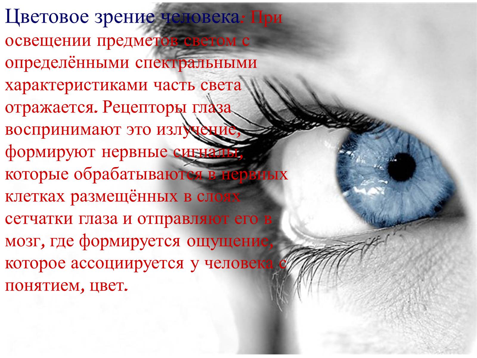 Презентація на тему «Теория цветного зрения» - Слайд #3