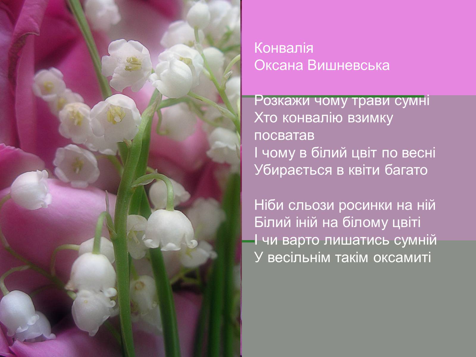 Презентація на тему «Конвалія травнева» - Слайд #10