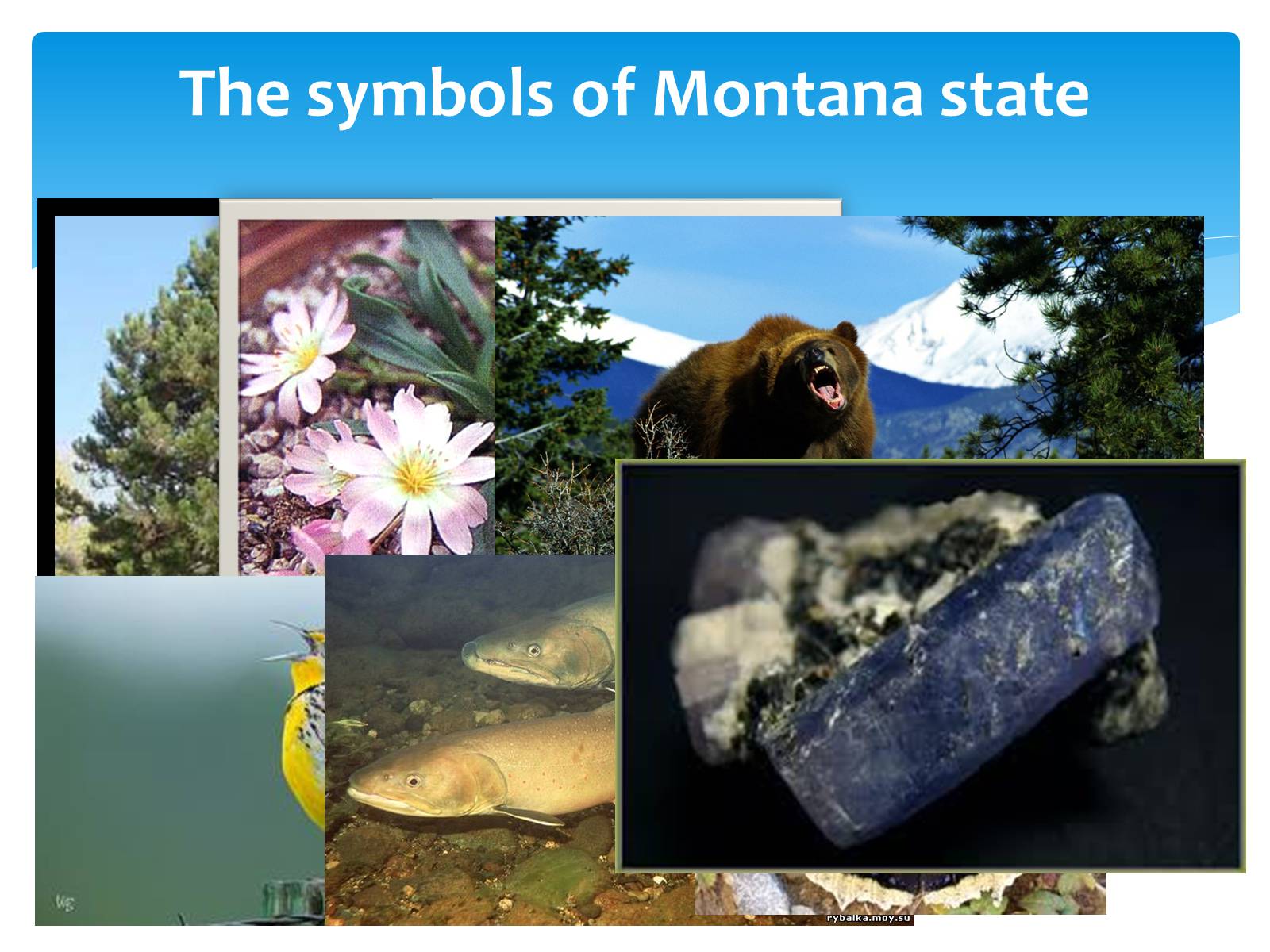 Презентація на тему «Montana» - Слайд #3