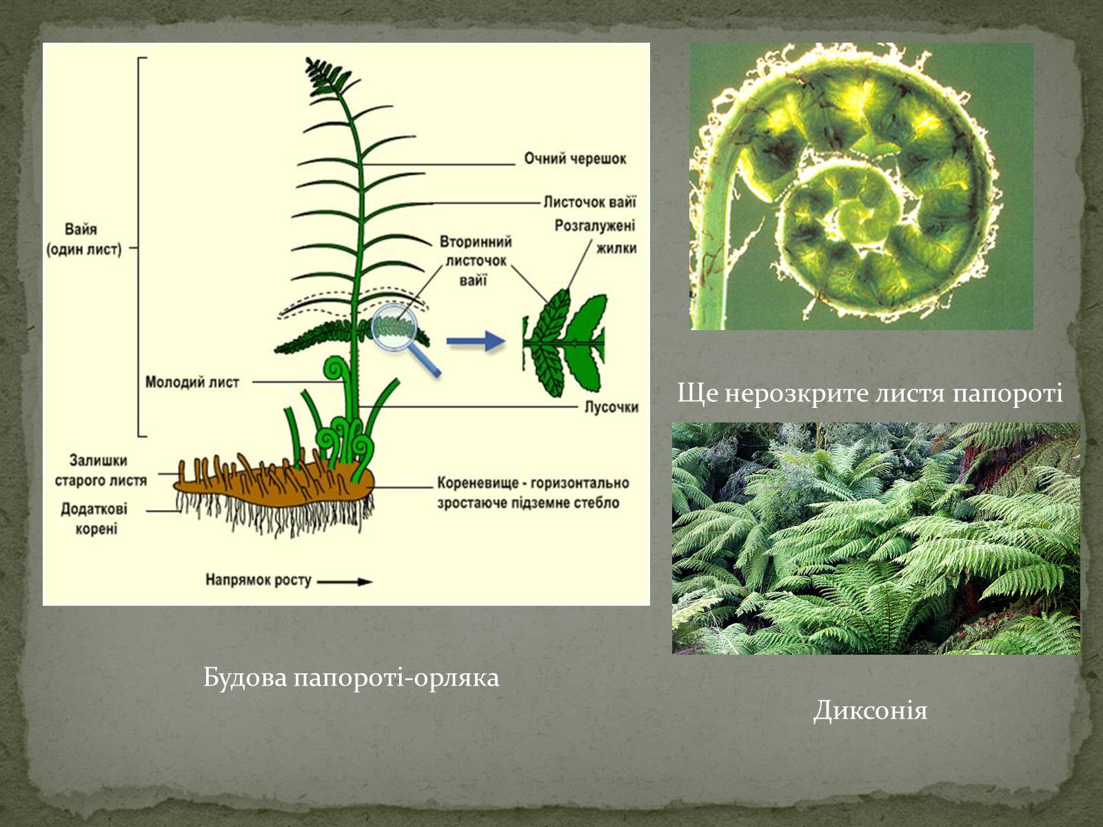Презентація на тему «Папоротеподібні» (варіант 2) - Слайд #3