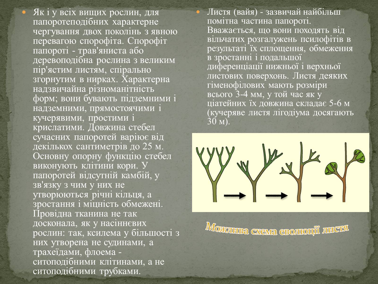 Презентація на тему «Папоротеподібні» (варіант 2) - Слайд #4